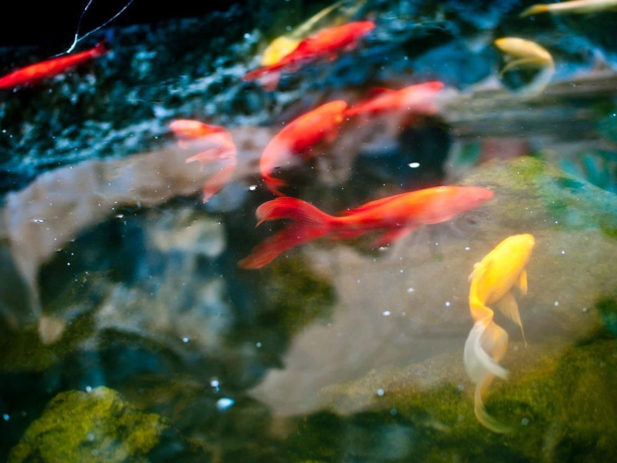 El Refugio-Image-tags.info