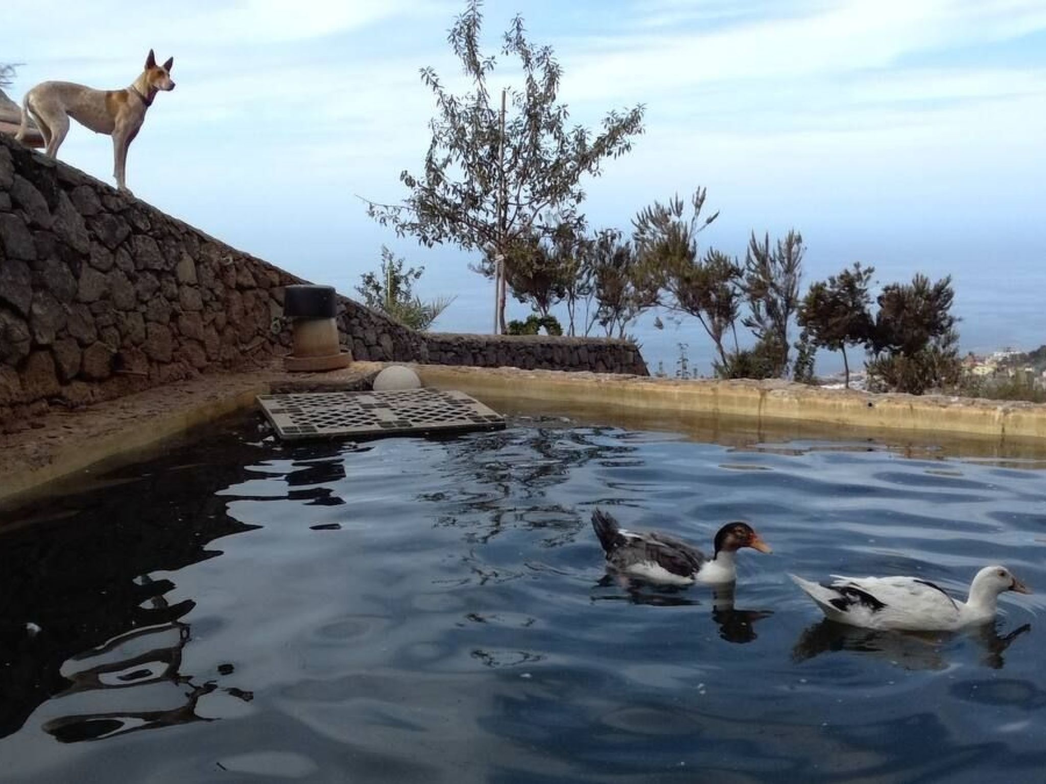 Finca "Sunny Scape Rural-Inside