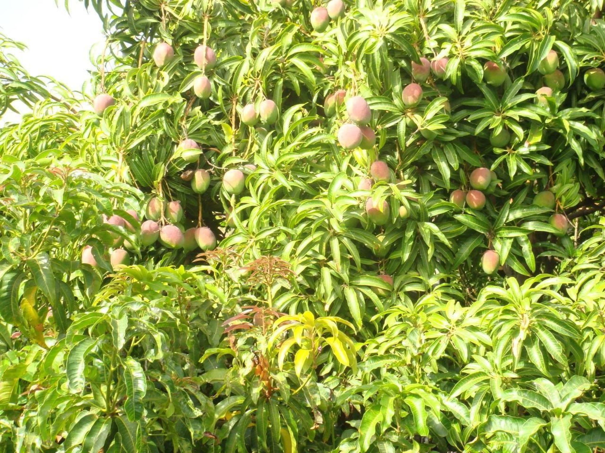 Business in Alcala-Image-tags.info