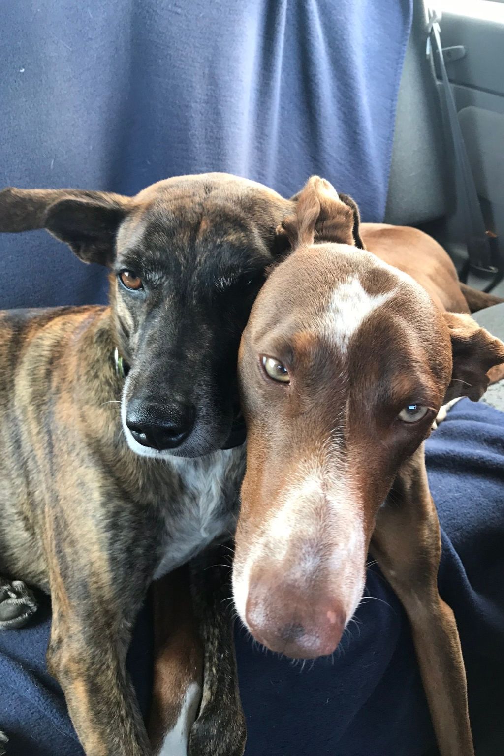 Casa Madera-Image-tags.info