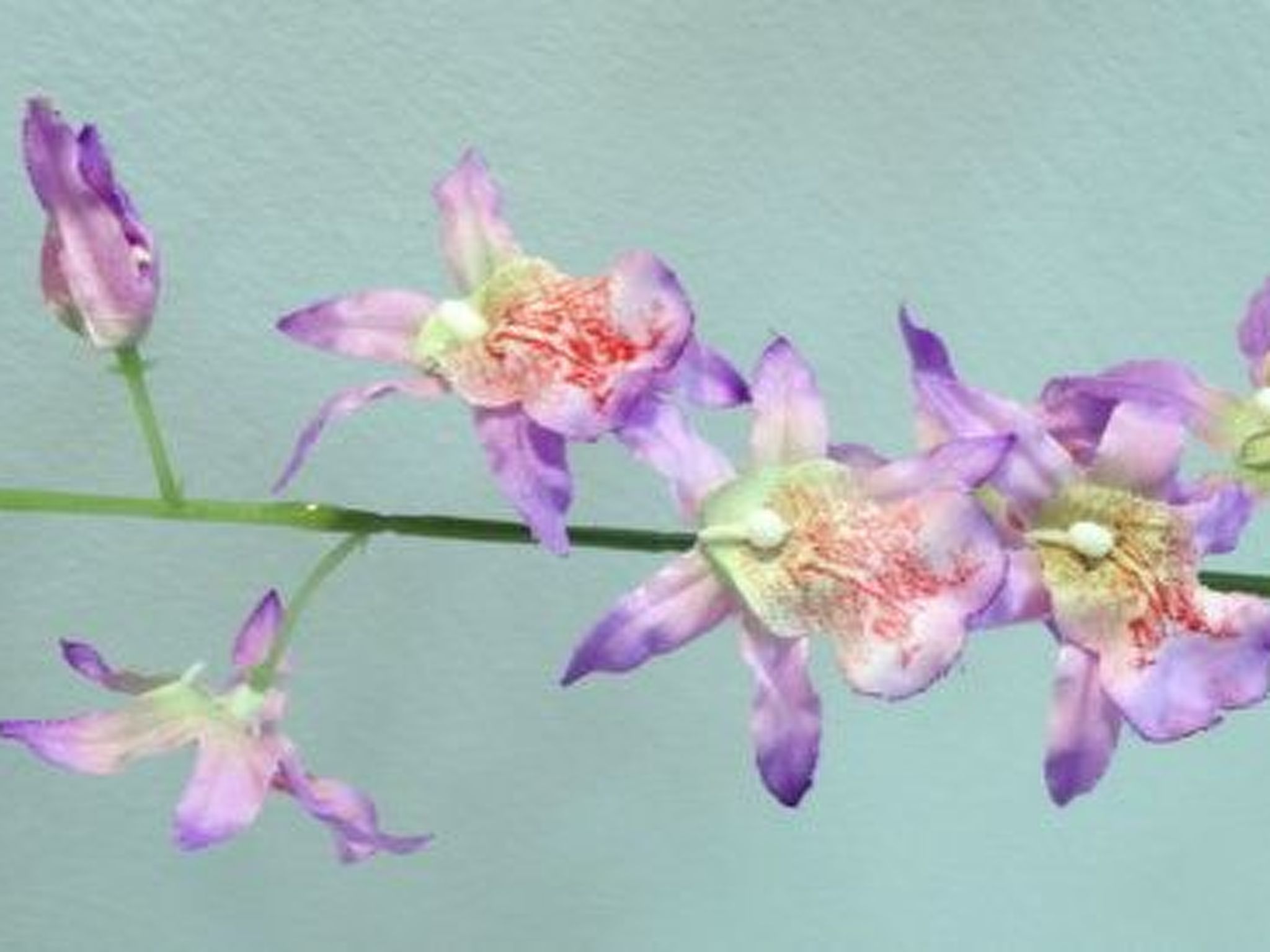 La Palmita mit Meerblick-Binnen