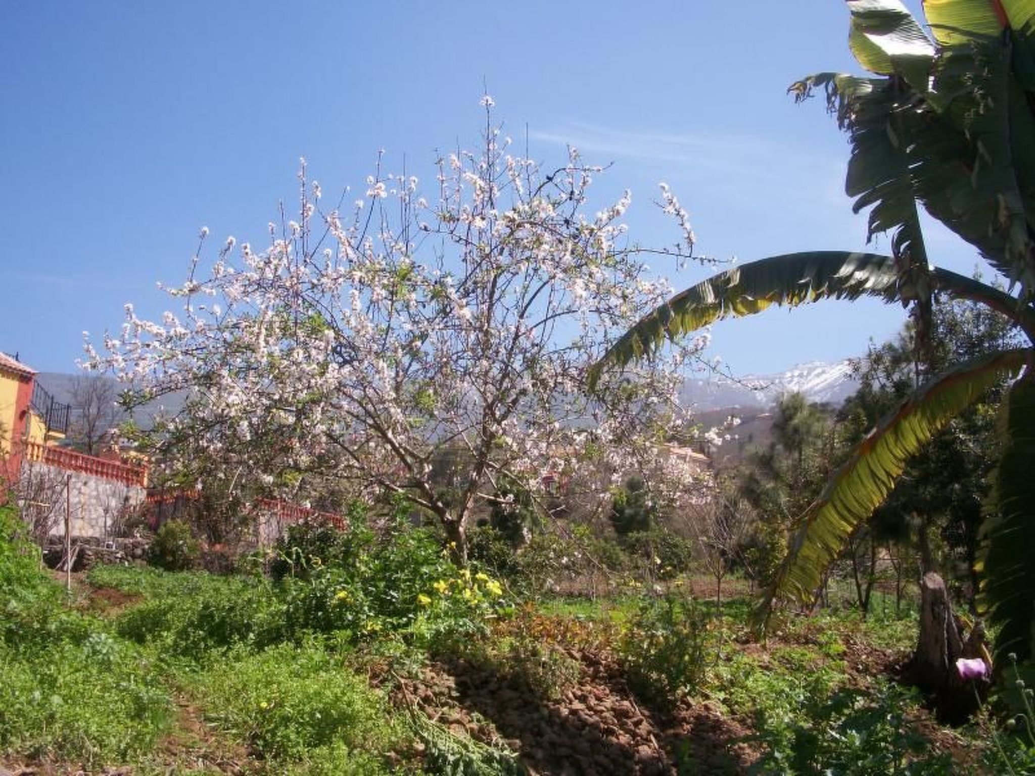 Typisches, renoviertes kanarisches Landhaus-Image-tags.info