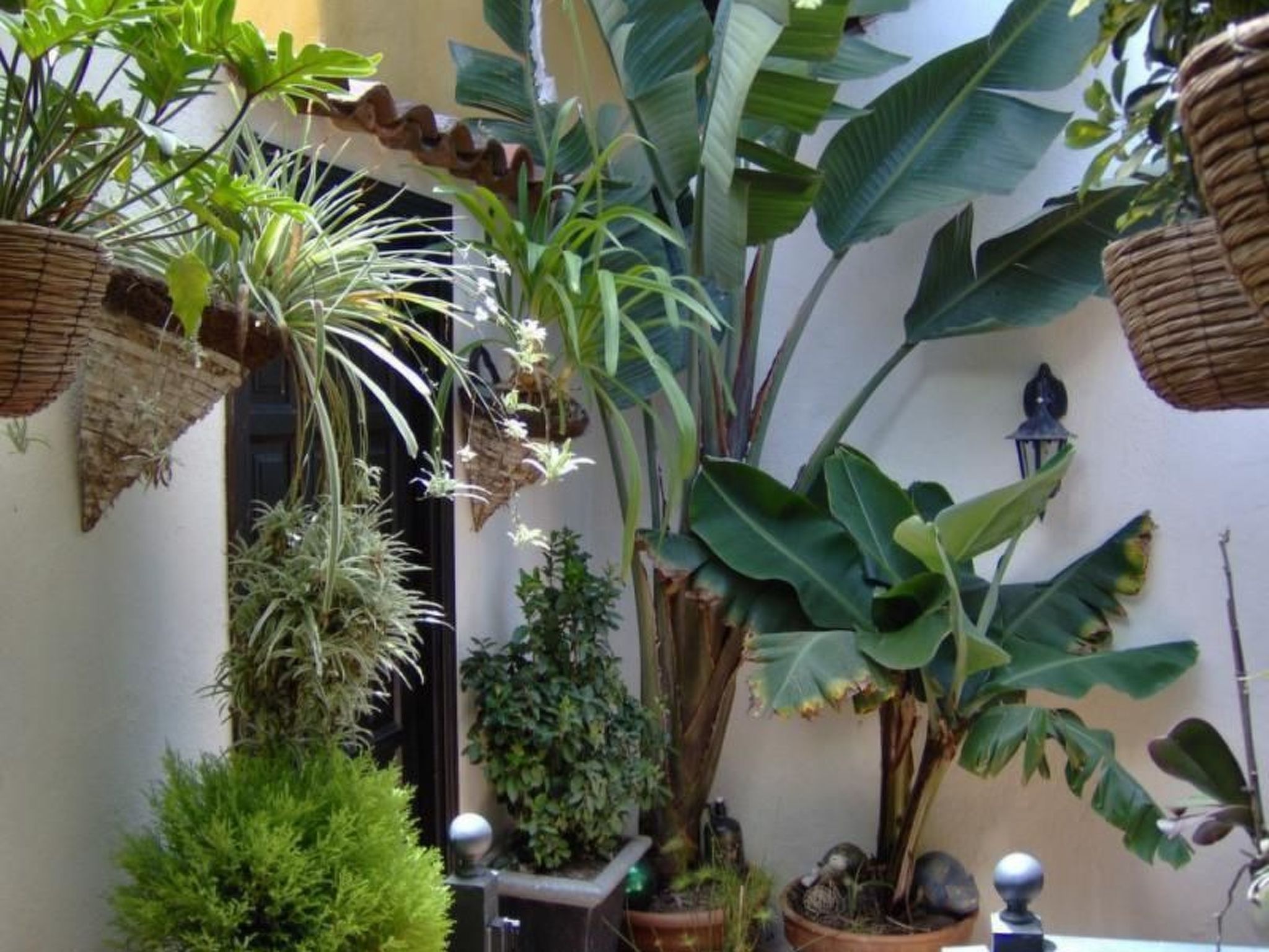 Für 2 Personen ca. 45 m&sup2; in Icod de los Vinos, Teneriffa (Nordküste von Te-Image-tags.info