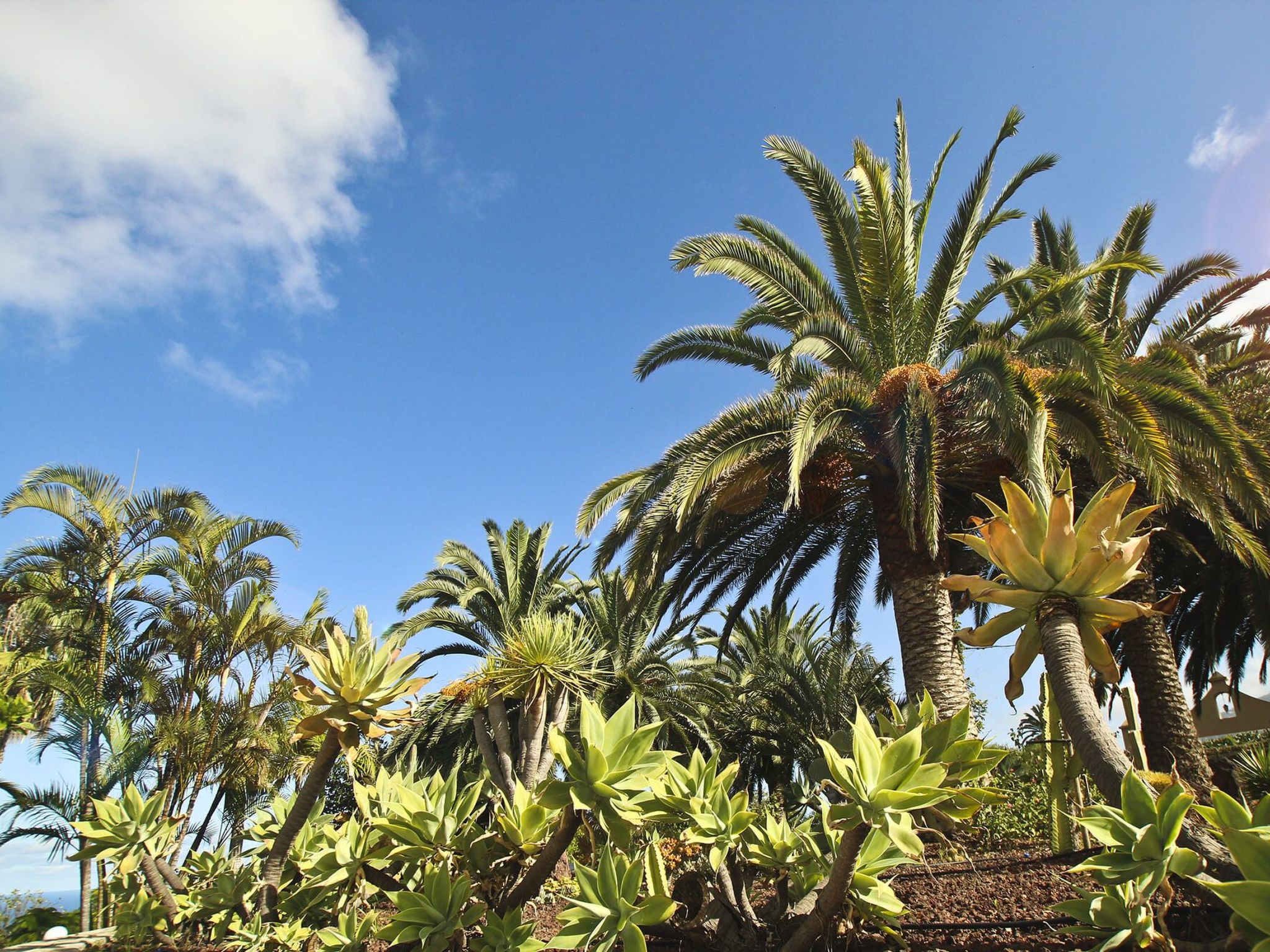 Finca Tocama-Image-tags.info