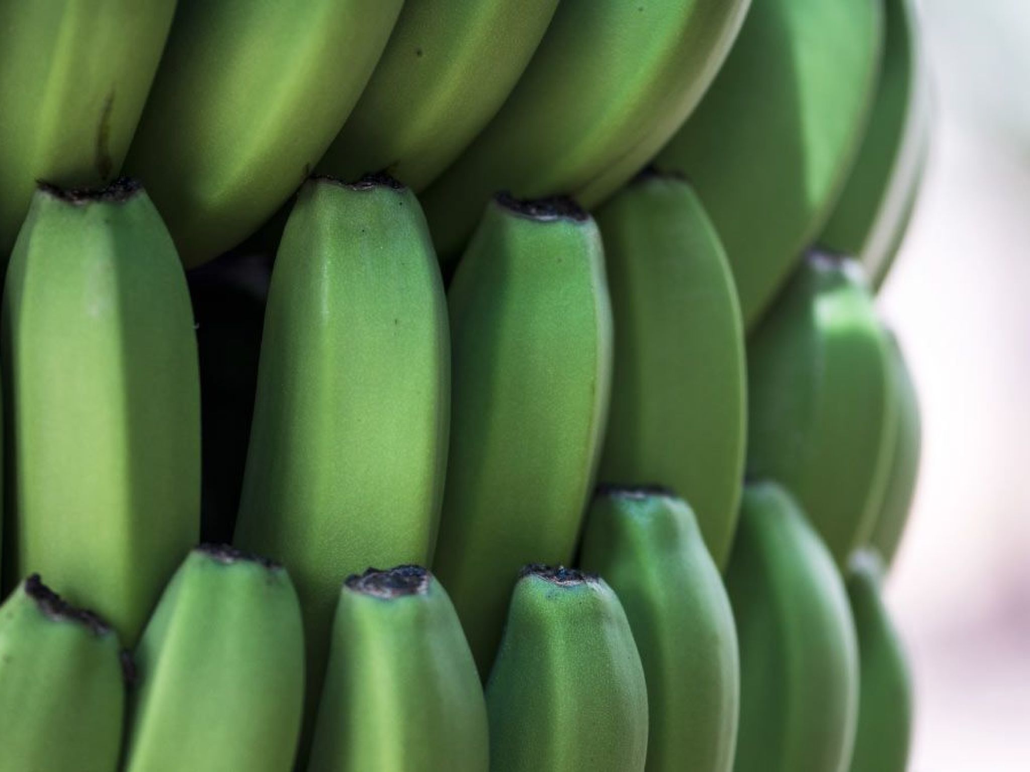 In Costa Meloneras mit Großem gemeinsamem Pool-Image-tags.info