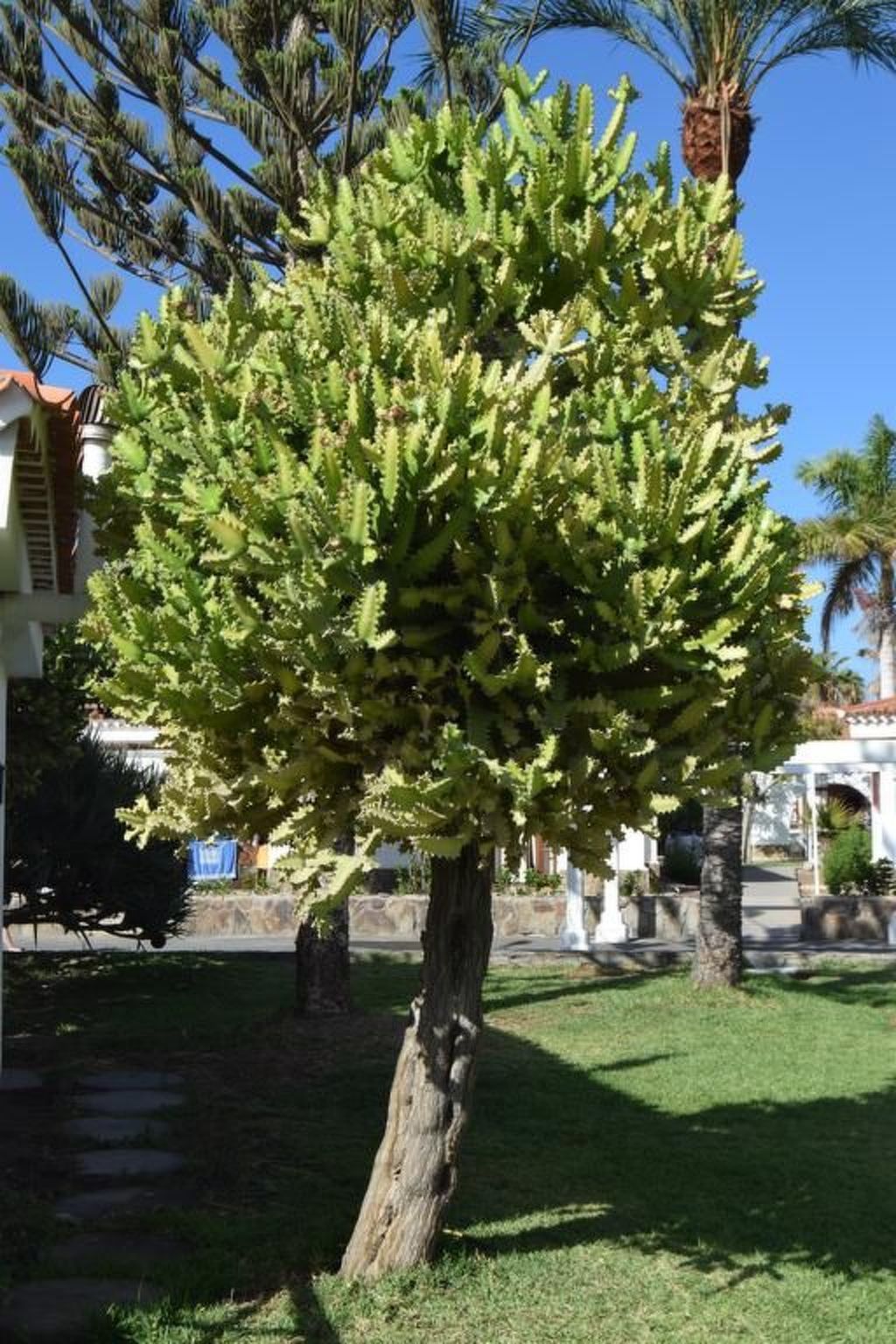 Photo of für 4 Personen ca. 40 m&sup2; in Maspalomas, Gran Canaria (Südküste Gran Canari