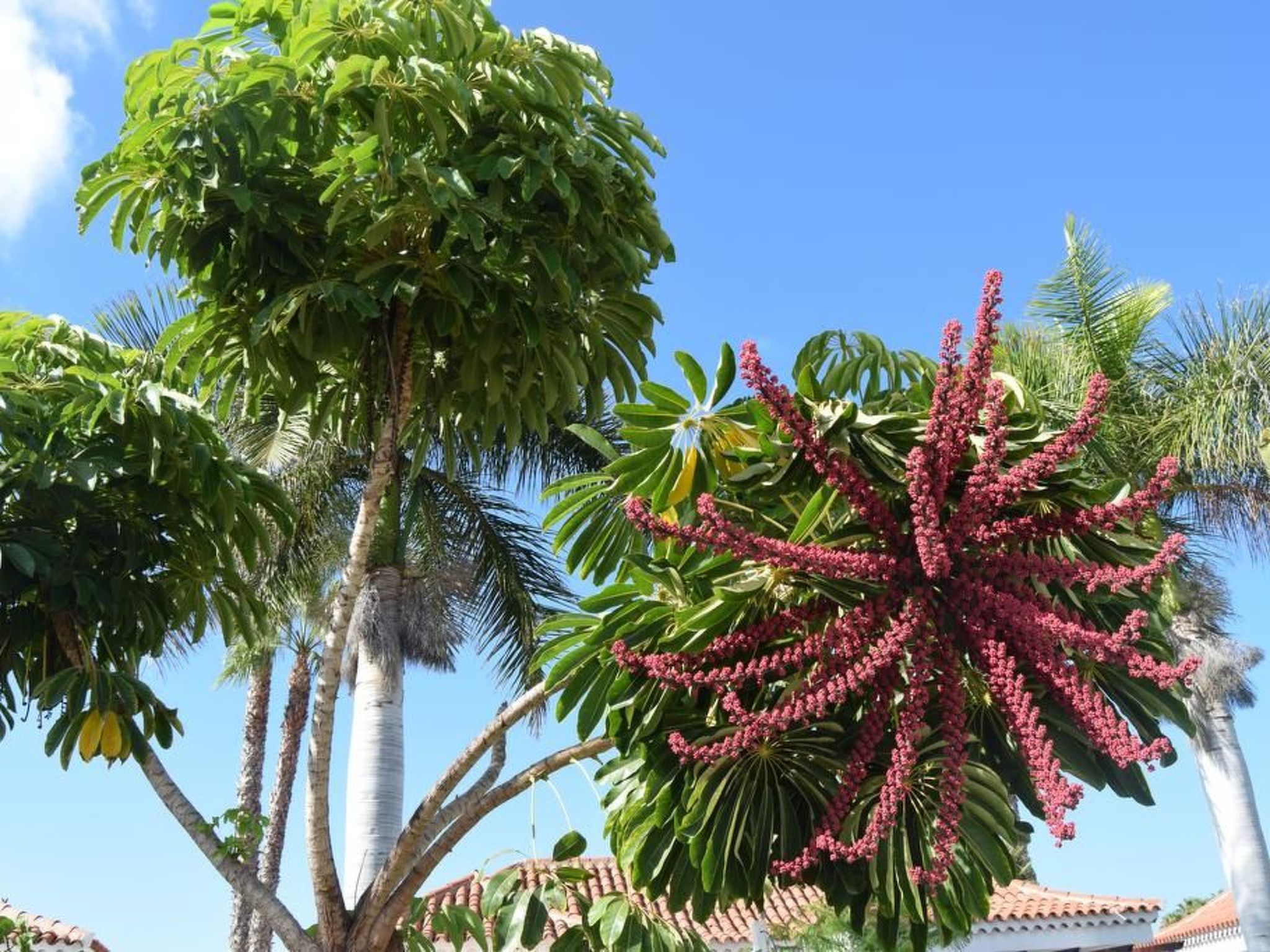 Photo of für 4 Personen ca. 40 m&sup2; in Maspalomas, Gran Canaria (Südküste Gran Canari