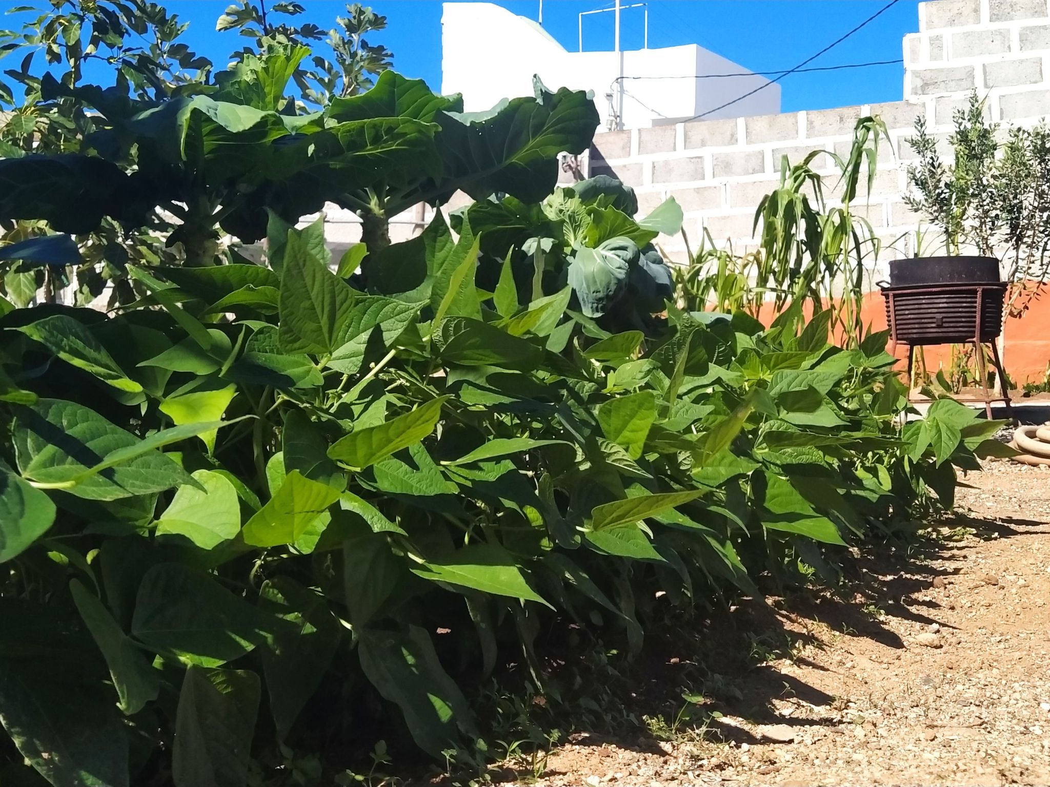 Edara Home - Haus mit privatem Garten-Binnen