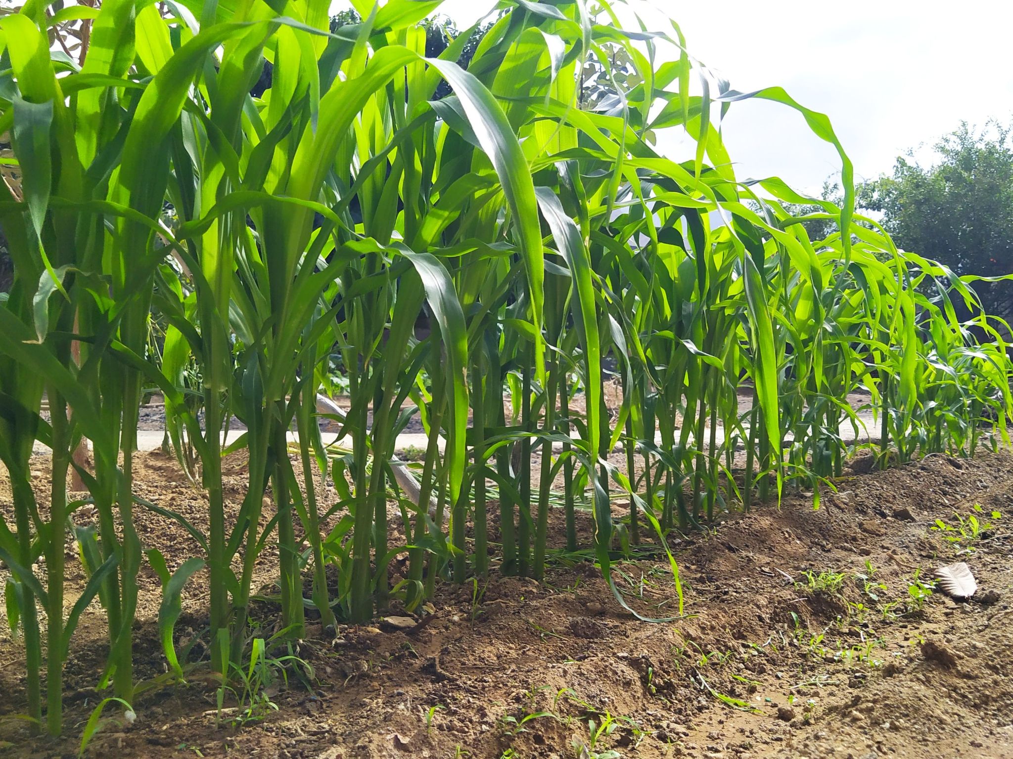 Edara Home - Haus mit privatem Garten-Binnen