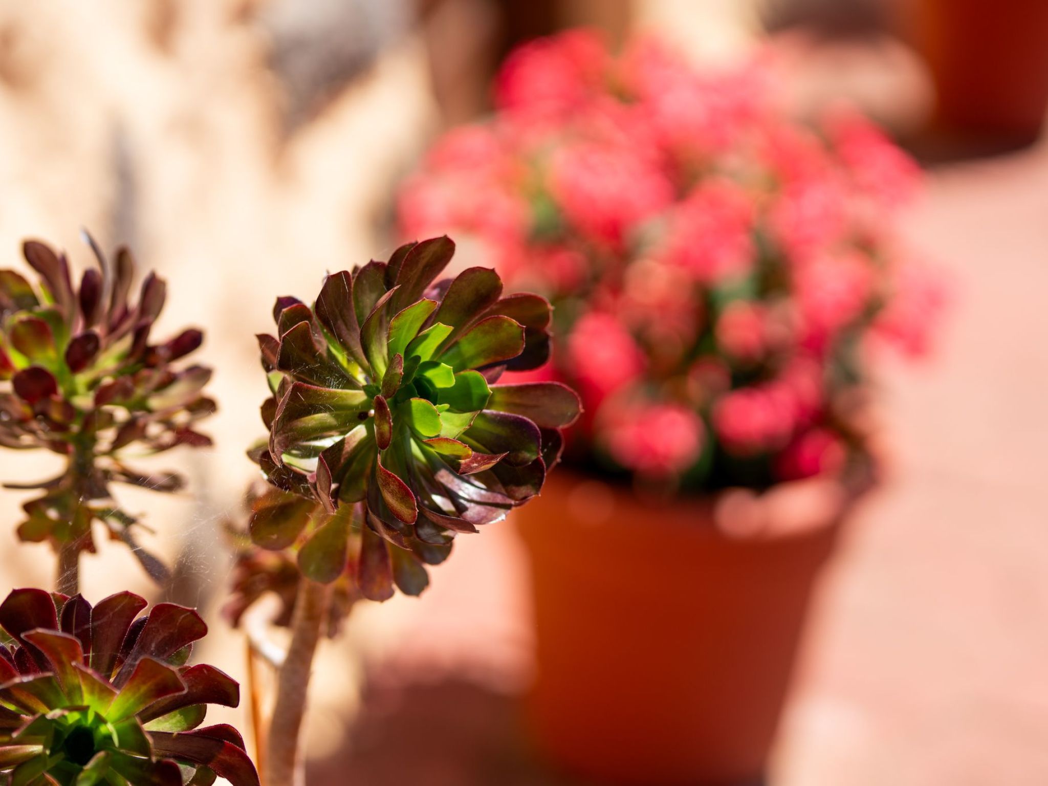 Kanarische Finca mit Pool und herrlicher Aussicht-Outside