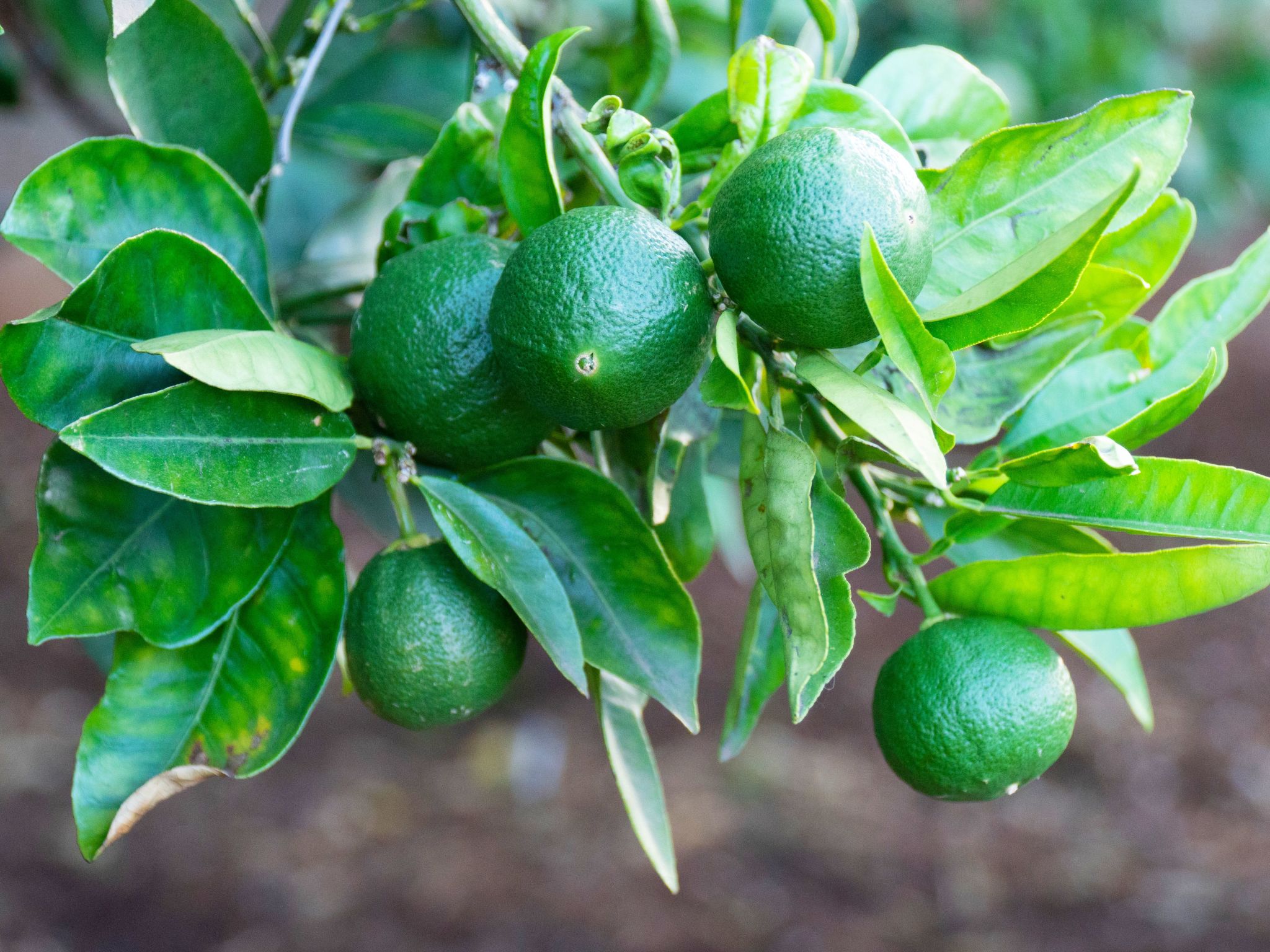 Typisch kanarische Finca Elena mit eigenem Pool-Binnen