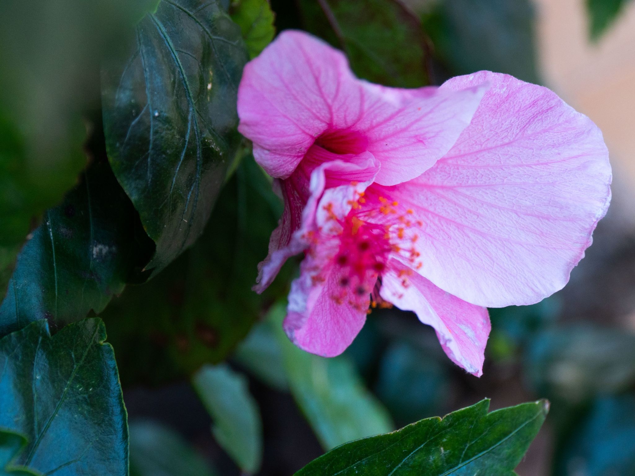 Typisch kanarische Finca Elena mit eigenem Pool-Binnen