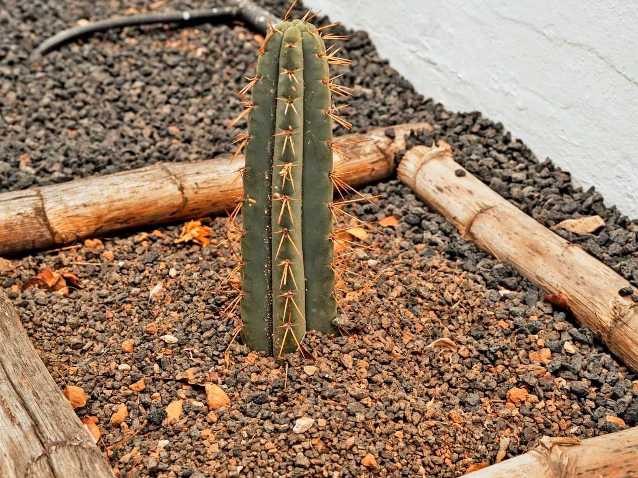 Komfortables Ferienhaus in Corralejo mit privatem Garten und beheiztem Pool-Image-tags.info