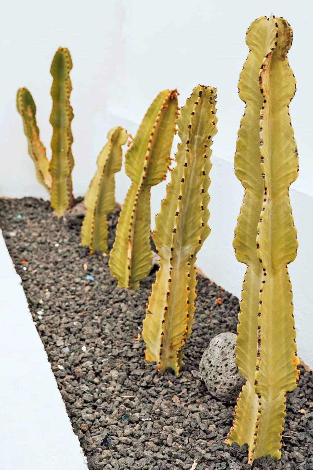 Komfortables Ferienhaus in Corralejo mit privatem Garten und beheiztem Pool-Image-tags.info