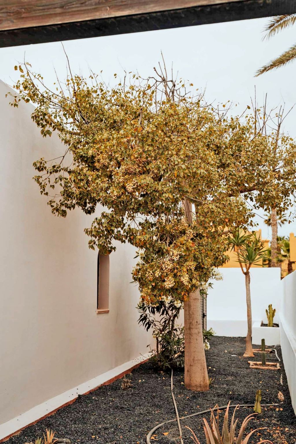 Komfortables Ferienhaus in Corralejo mit privatem Garten und beheiztem Pool-Image-tags.info