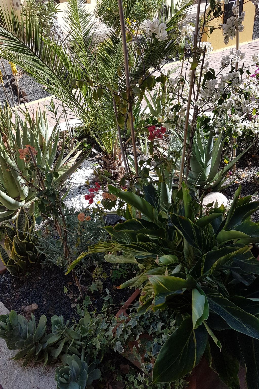 Wohnung "Costa Calma" mit gemeinschaftlichem Pool-Dedans