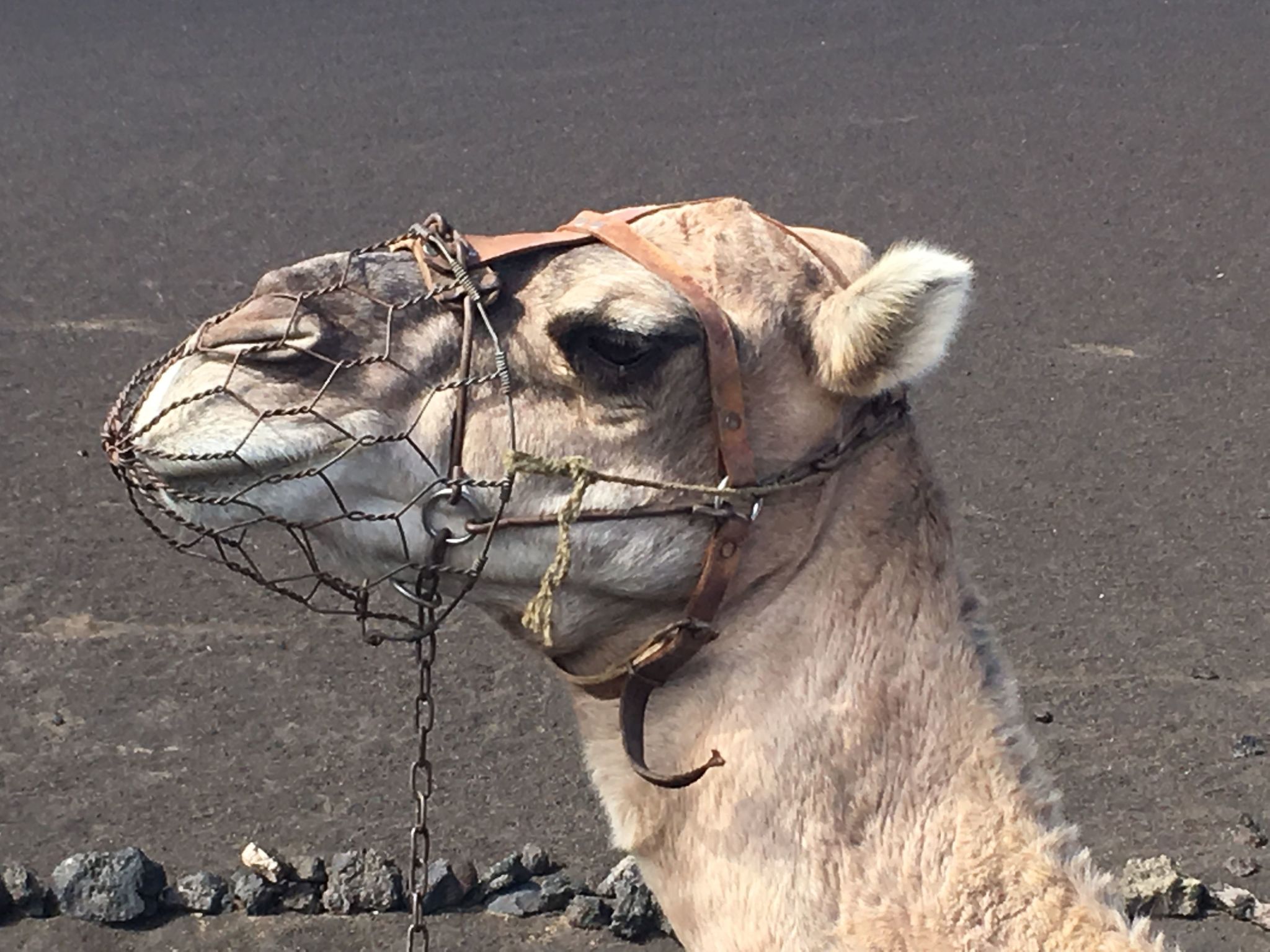 In Costa Teguise mit Privatem Pool-Binnen
