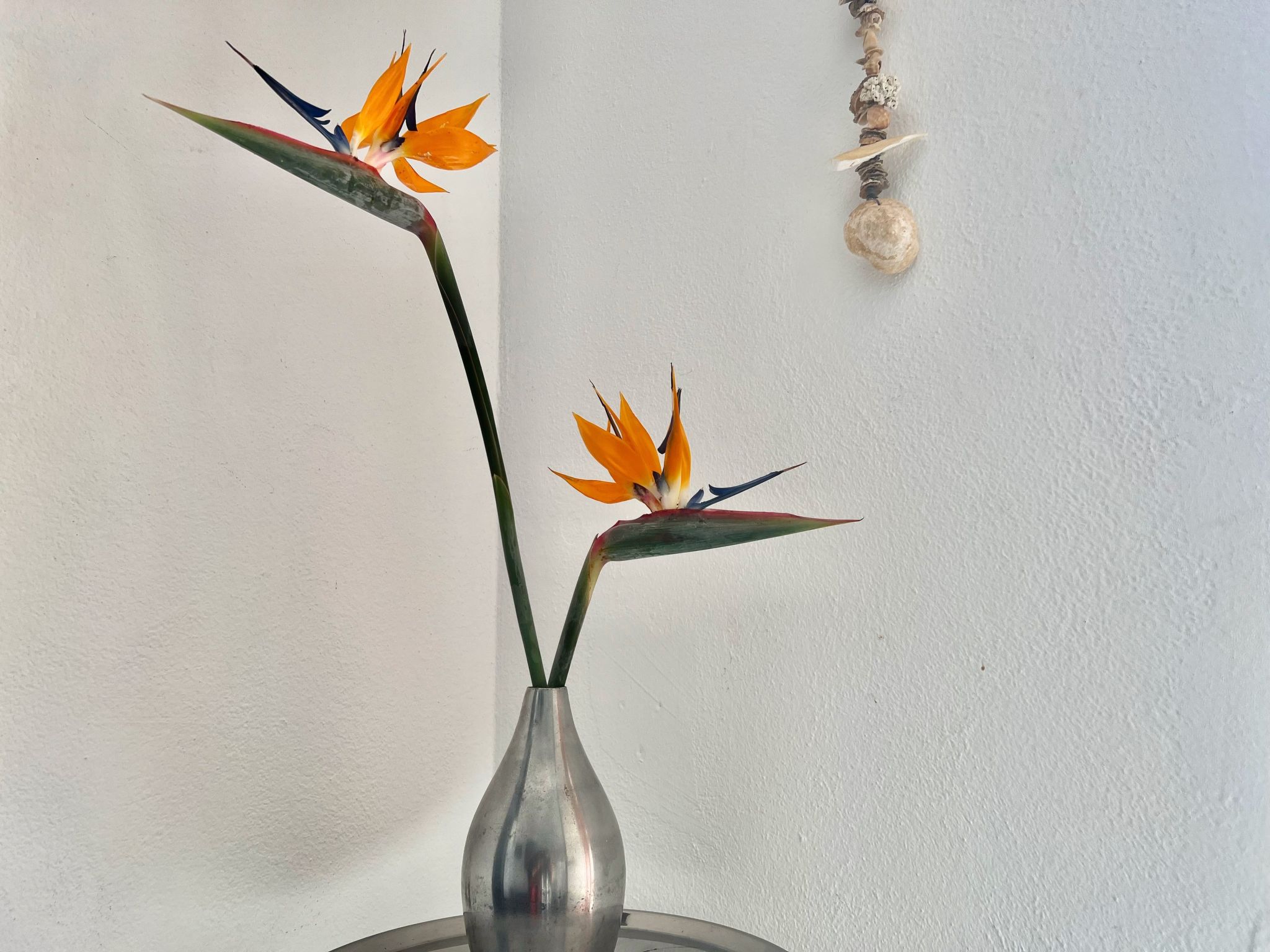 Appartement Casa Hibisco mit schönem Garten-Binnen