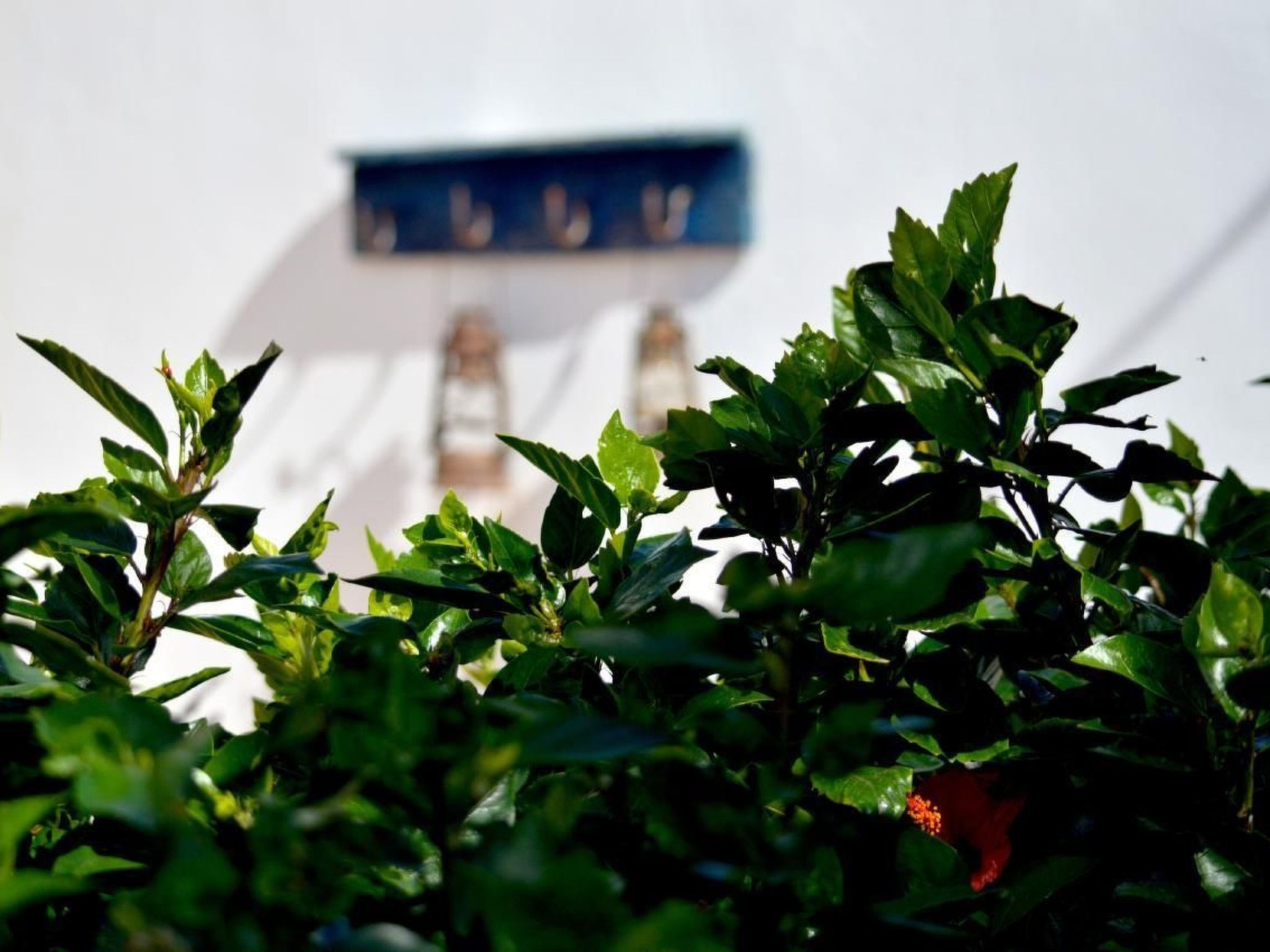 Appartement Casa Hibisco mit schönem Garten-Binnen