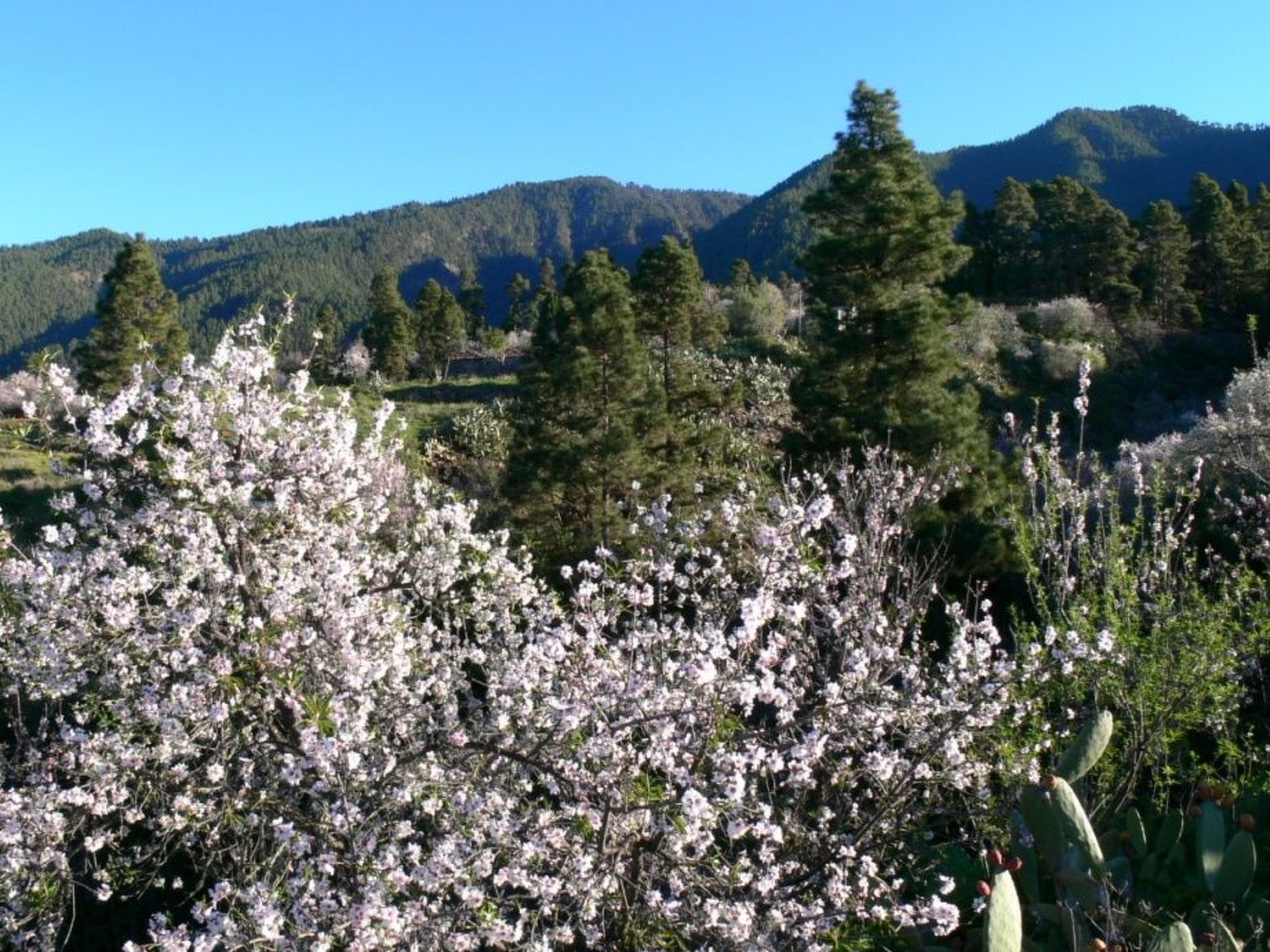 Nettes Ferienhaus in Tijarafe mit Privatem Pool und Panoramablick-Image-tags.info