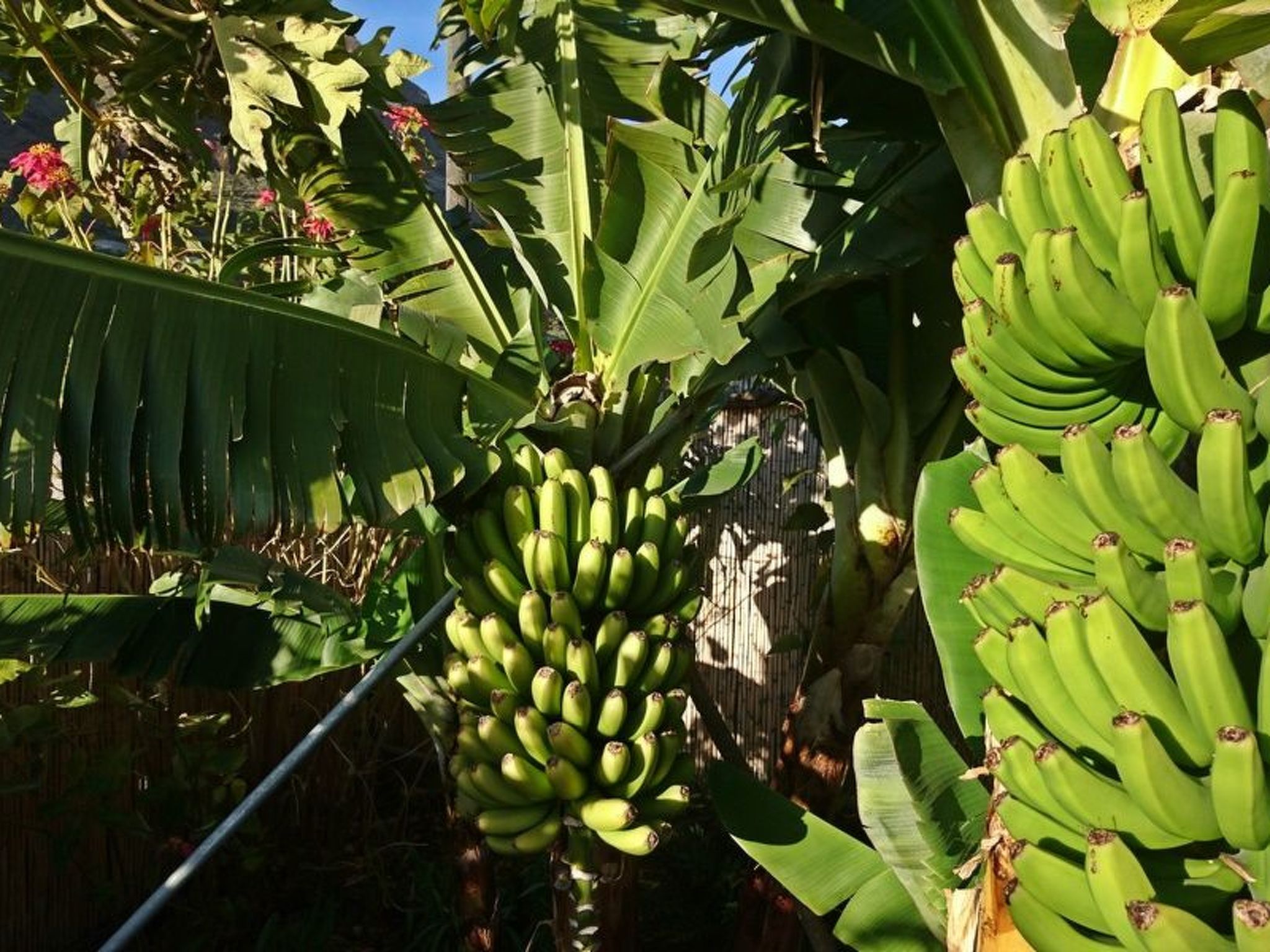 Haus Vista Caldera-Binnen
