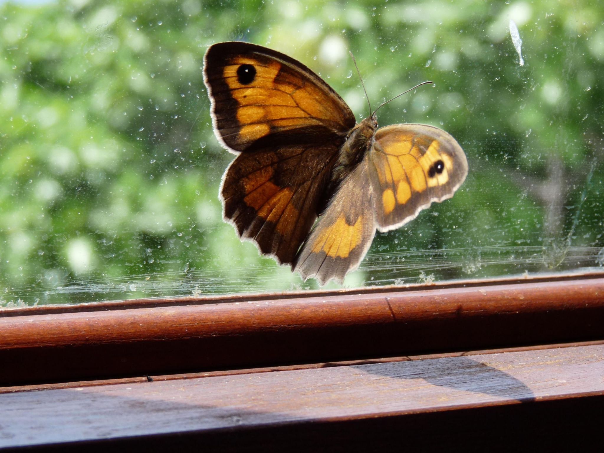 Ruhige Finca Topo del Drago mit Meerblick-Binnen