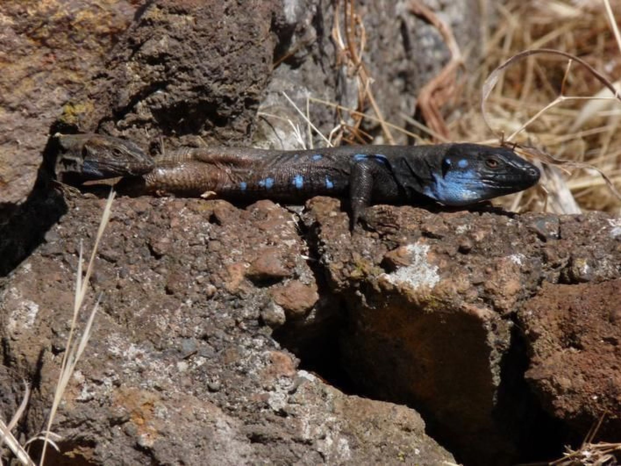 Ruhige Finca Topo del Drago mit Meerblick-Binnen