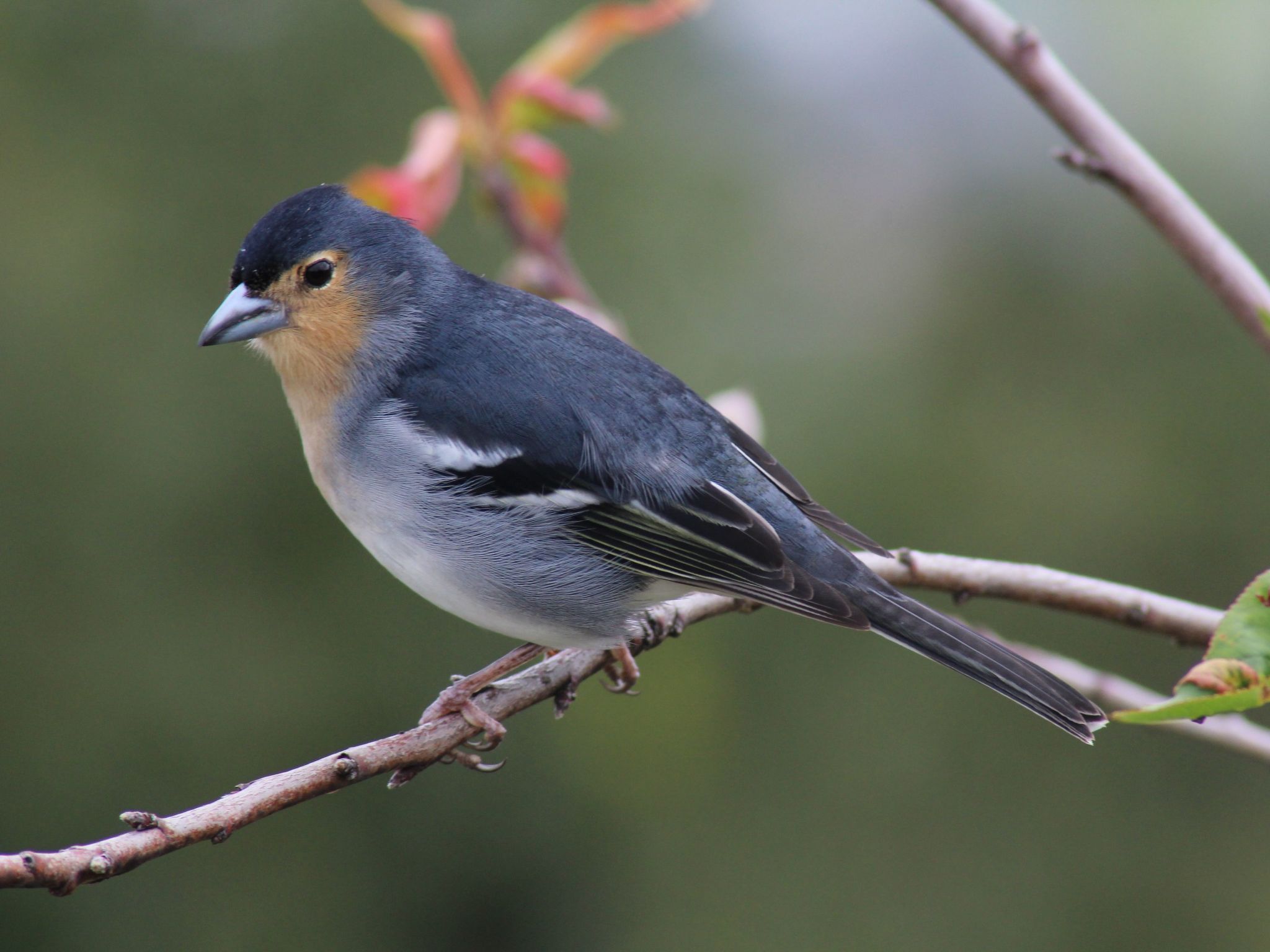In Monte Breñas mit Grill, Terrasse und Garten-Binnen