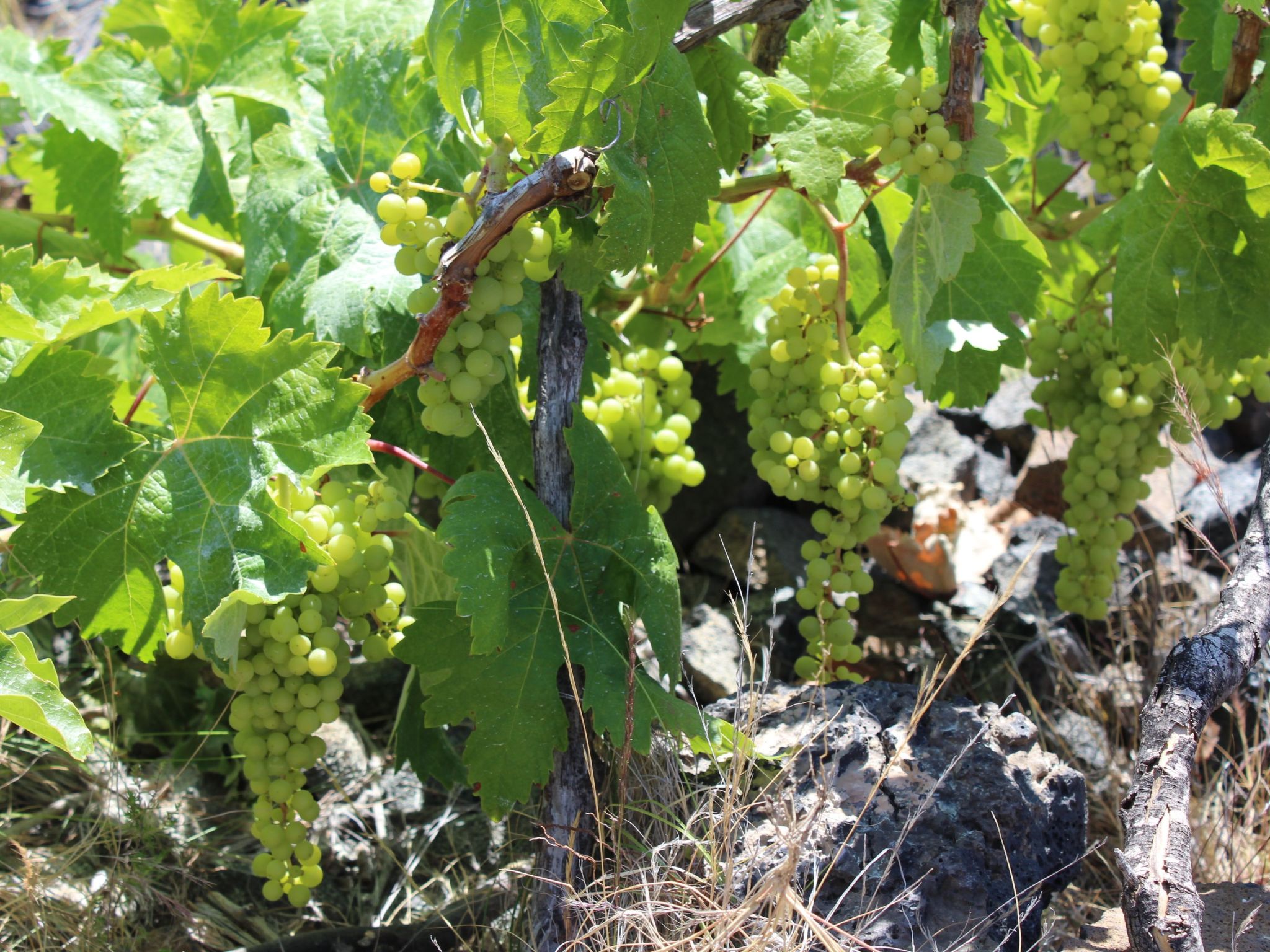 In Monte Breñas mit Grill, Terrasse und Garten-Binnen