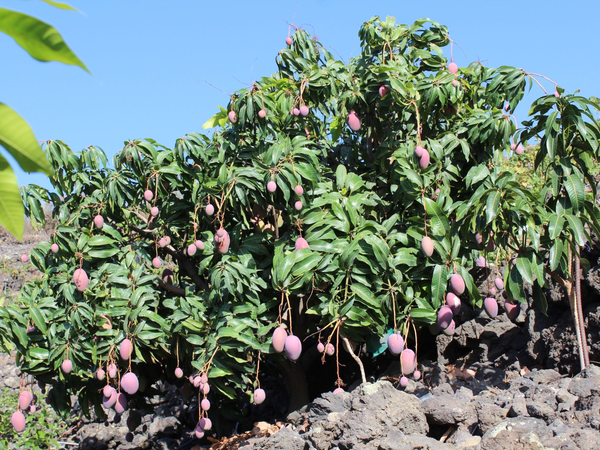 In Monte Breñas mit Grill, Terrasse und Garten-Binnen