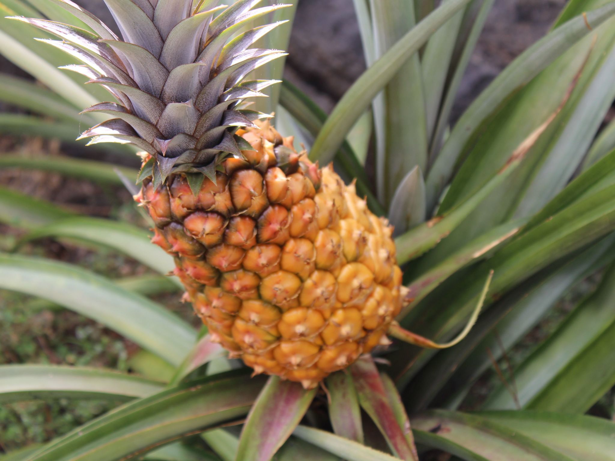 In Monte Breñas mit Grill, Terrasse und Garten-Binnen