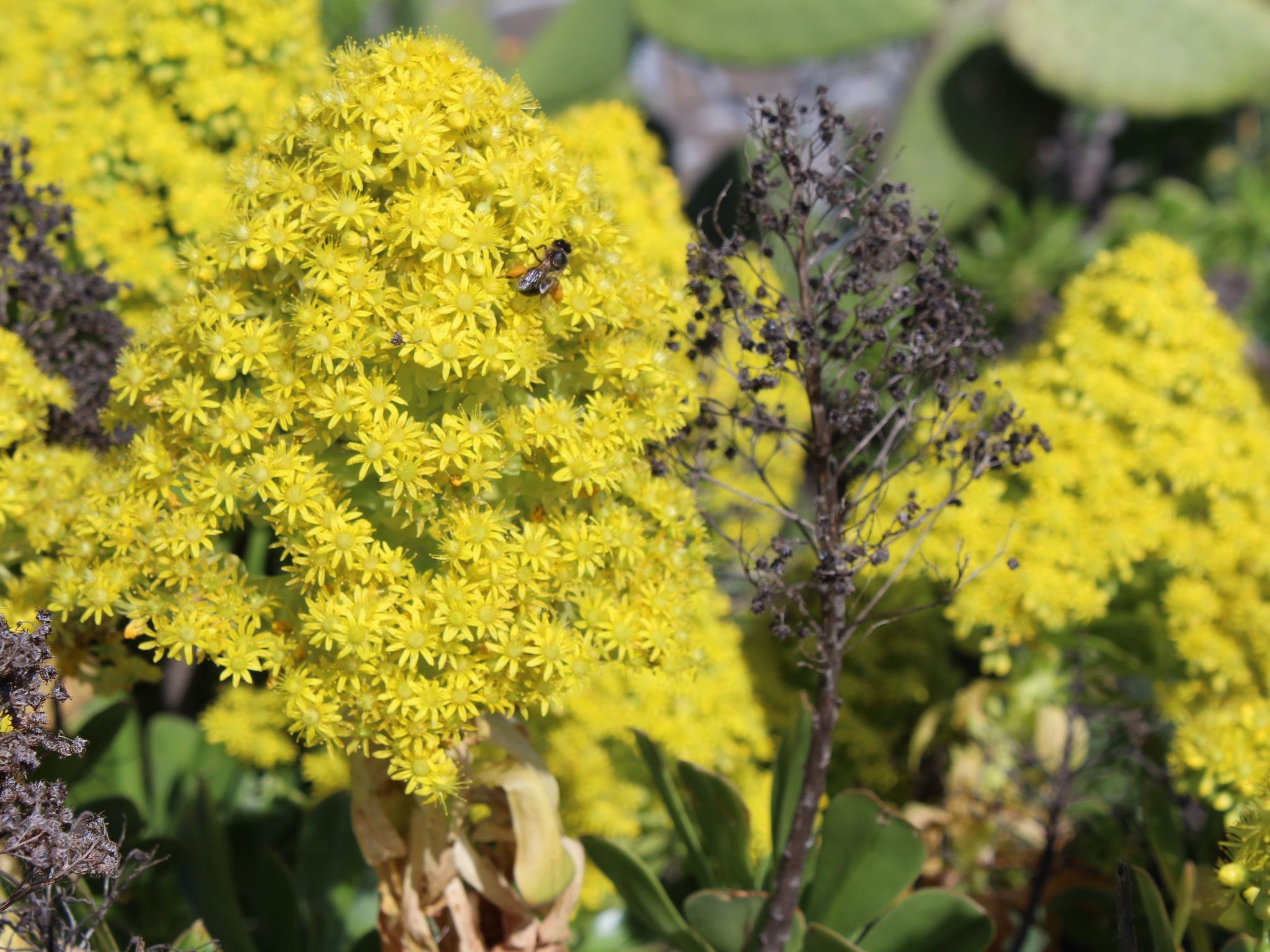 In Monte Breñas mit Grill, Terrasse und Garten-Binnen