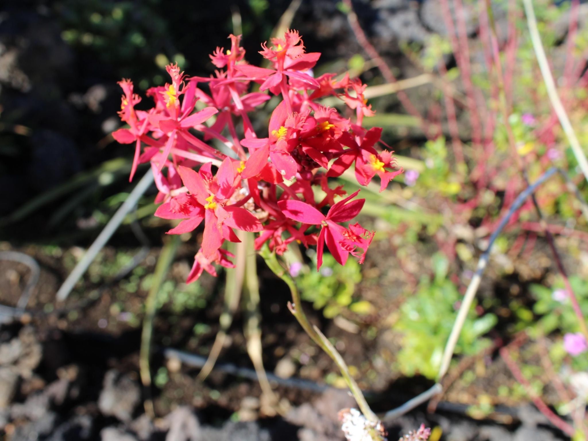 Haus La Majada-Binnen