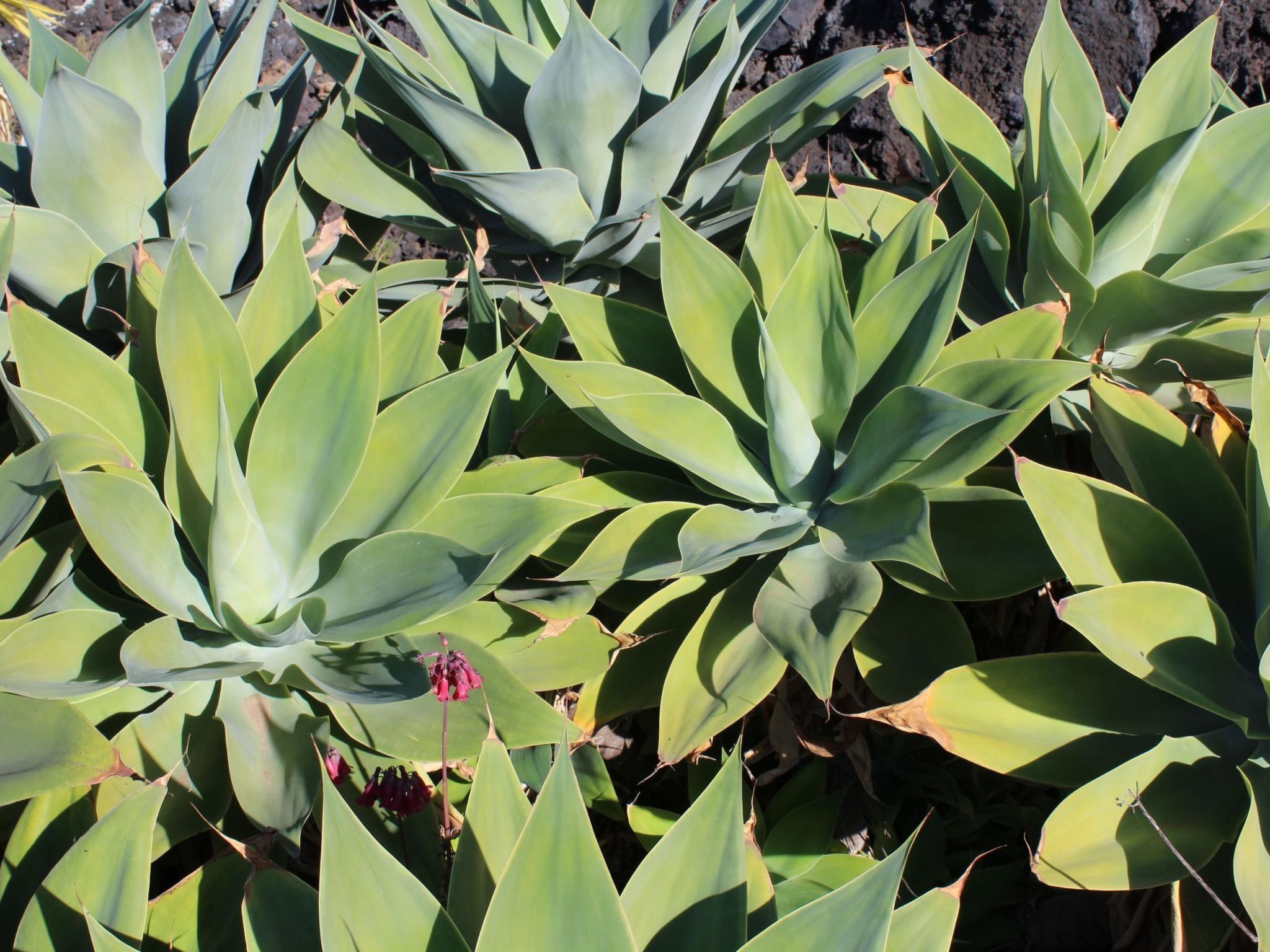 Haus La Majada-Binnen