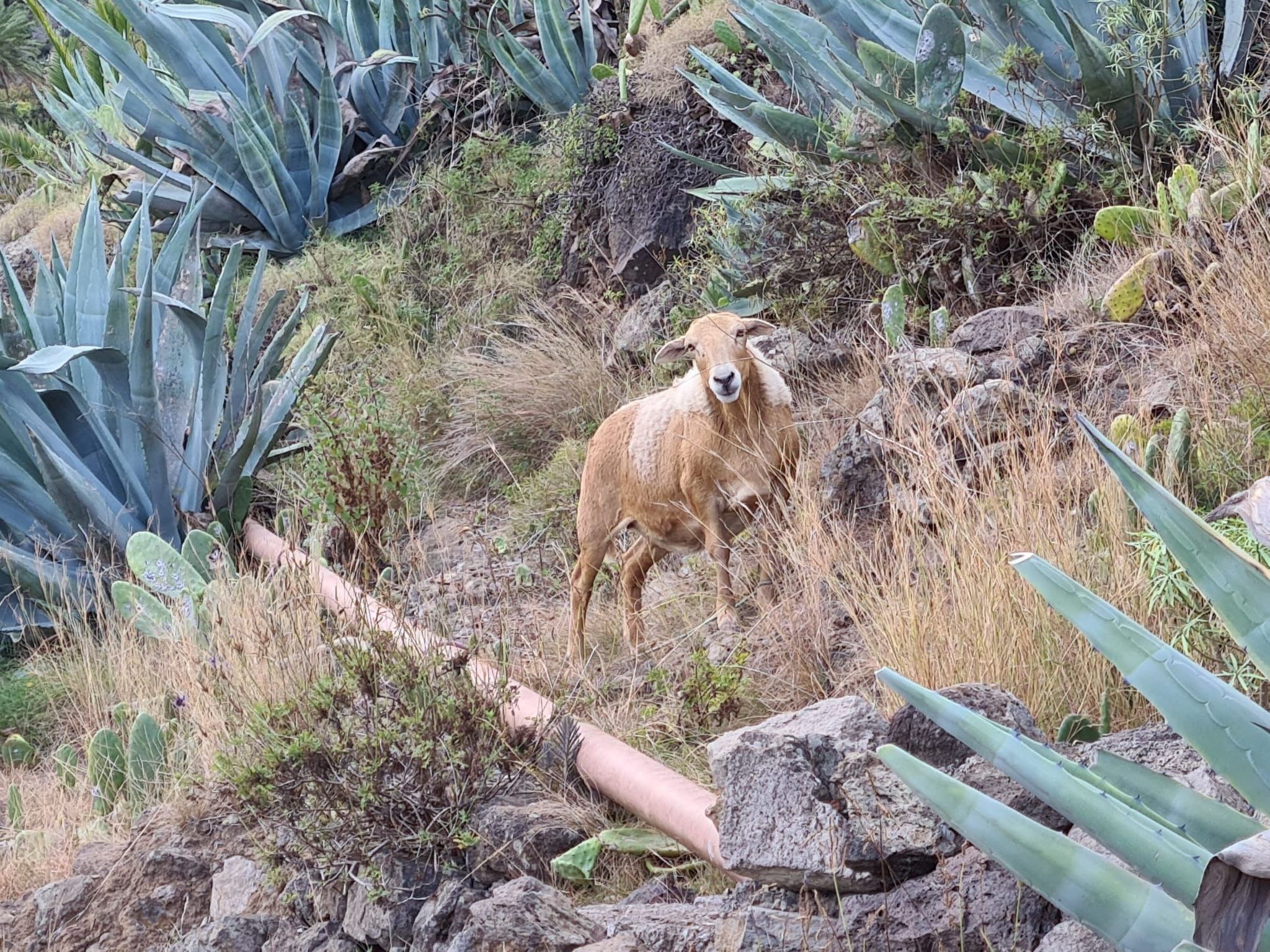 Ruim appartement met bergzicht en terras in Hermigua, La Gomera - foto 43