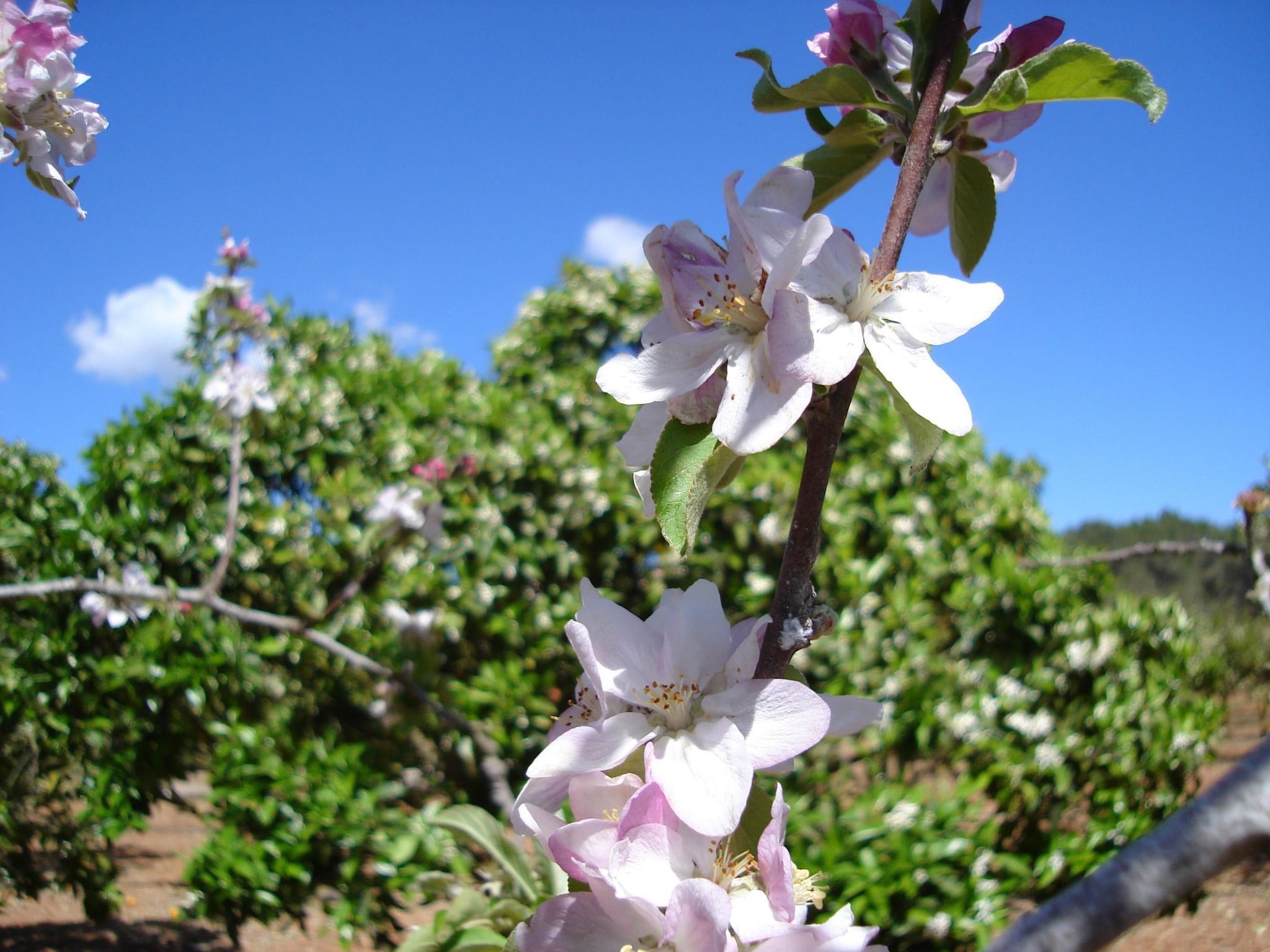 Villa Can Toni mit Schwimmbad-Binnen