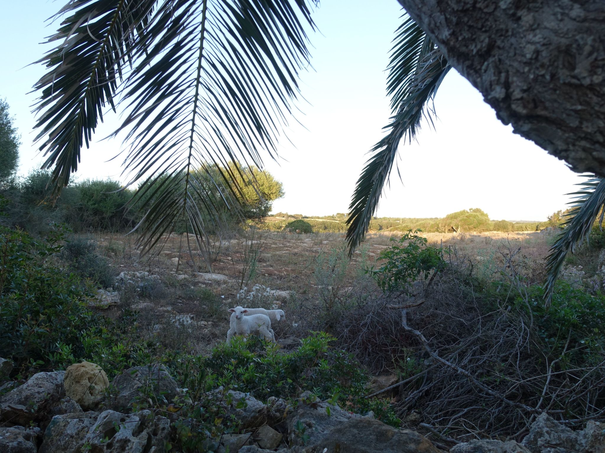 Photo of Casita Menorca Privé