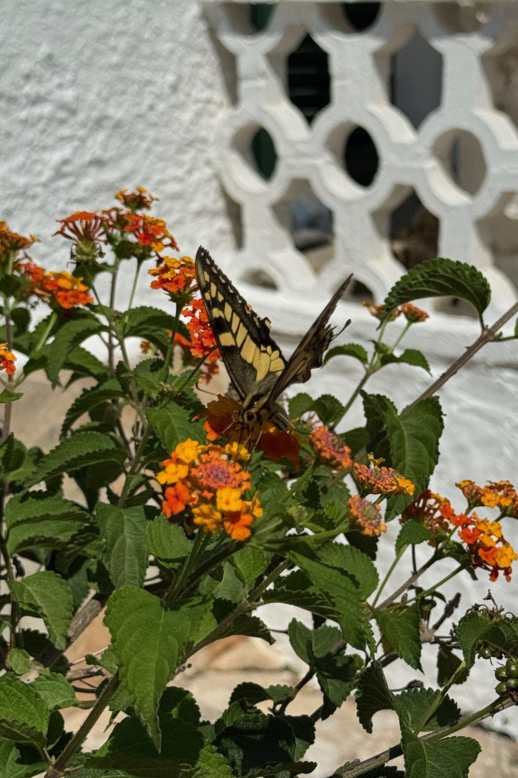 Photo of Casita Menorca Privé