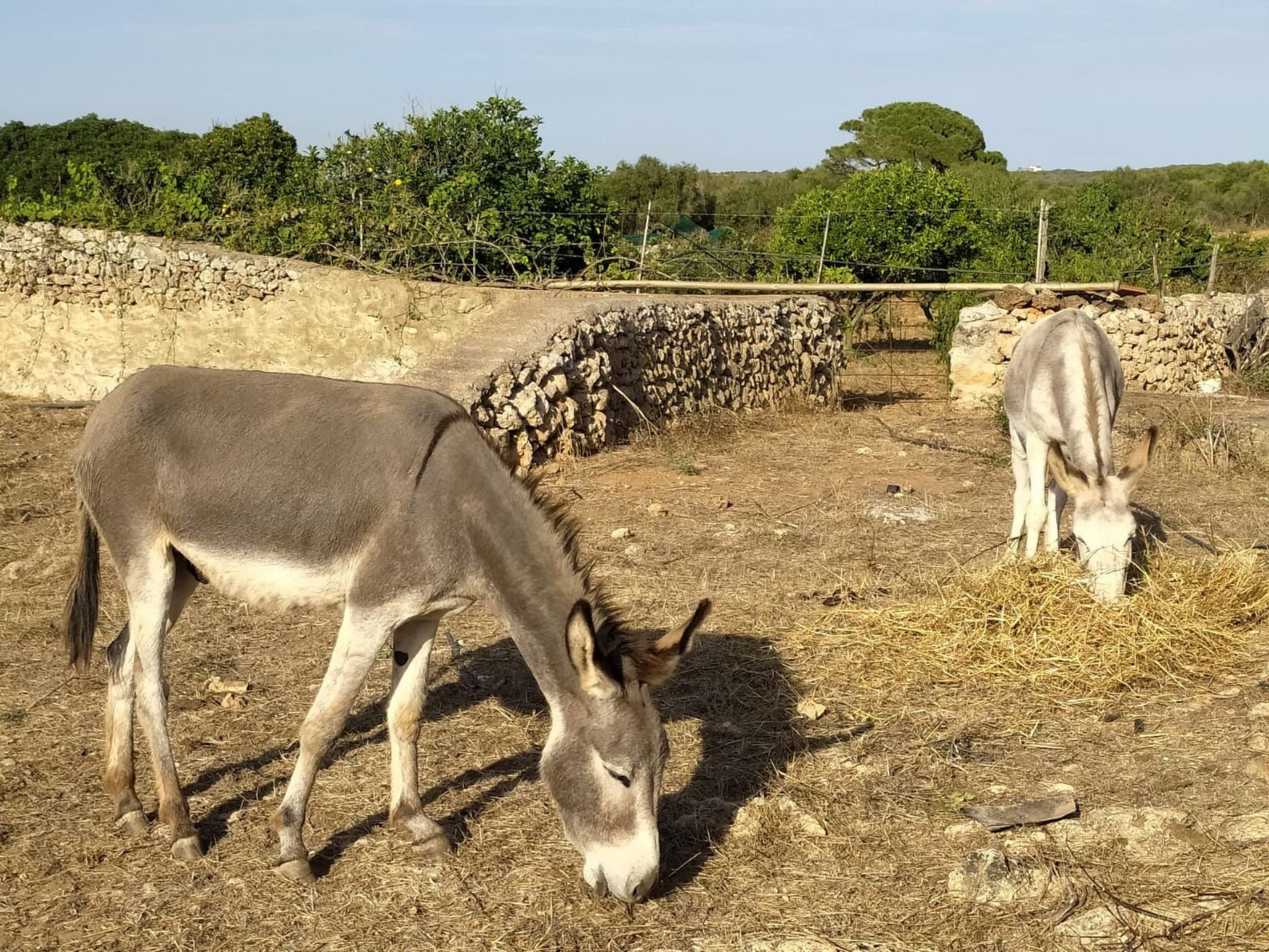 Photo of Gemütliches Ferienhaus in Alaior mit Privatem Pool