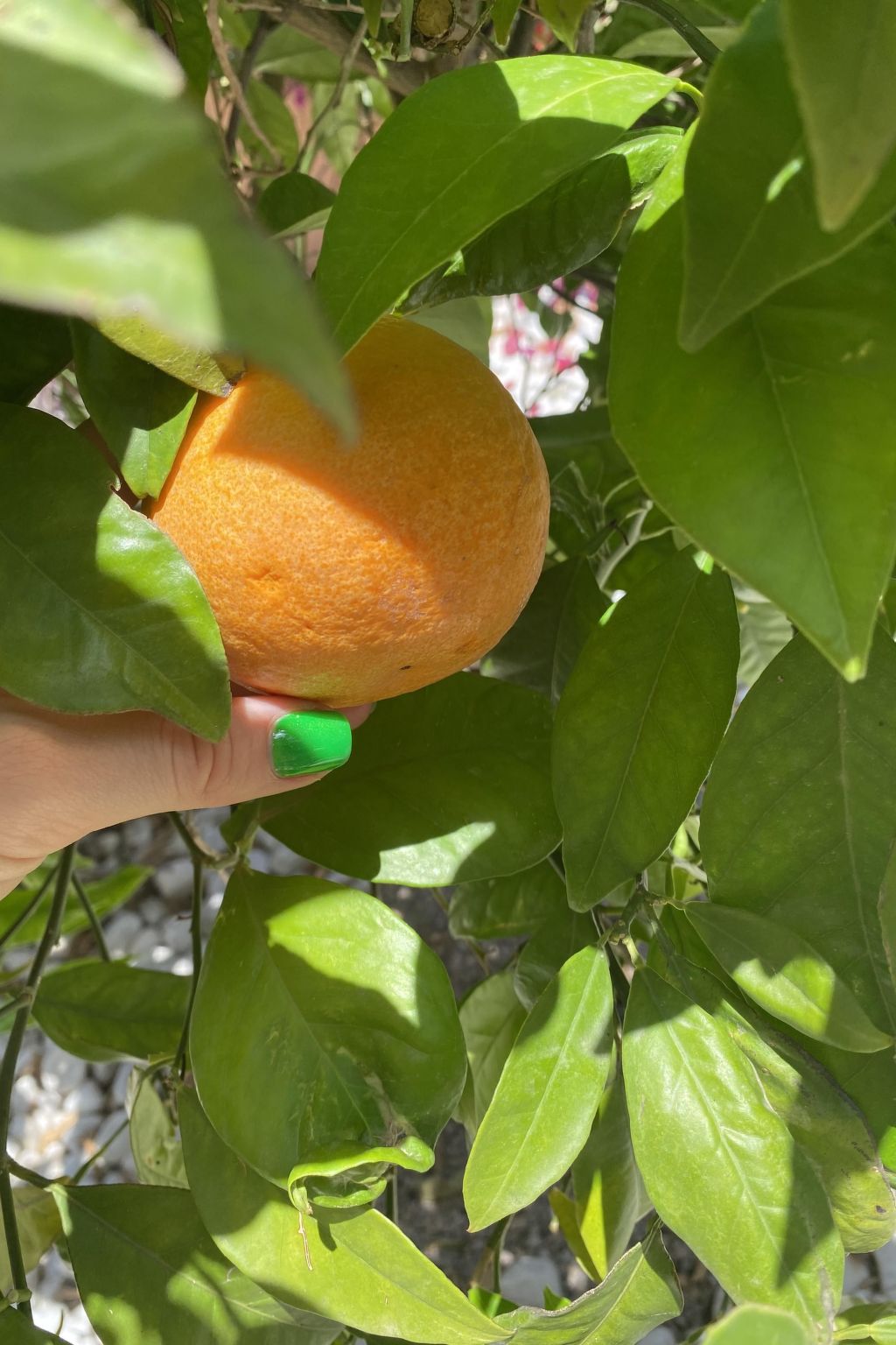 In Sa Ràpita mit Großer Terrasse-Image-tags.info