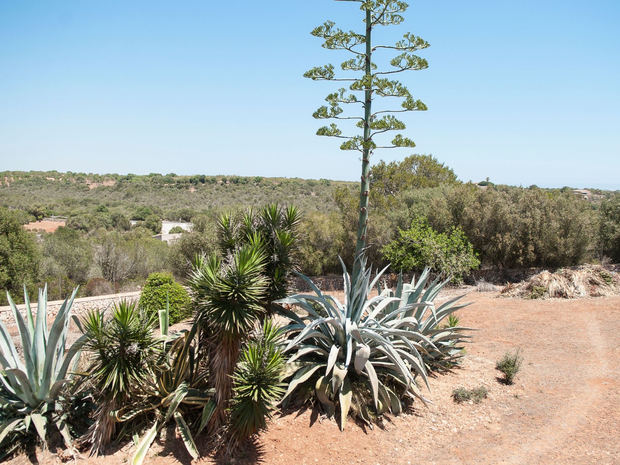 Ullastre-Image-tags.info