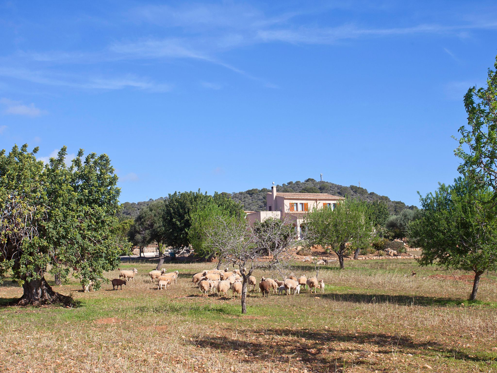 Finca Can Marines-Binnen