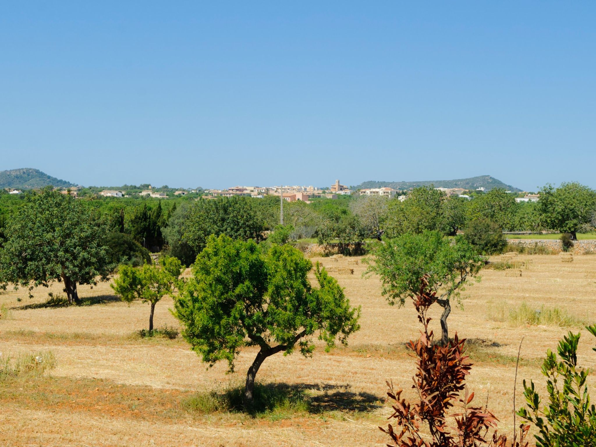 Cullera-Image-tags.info