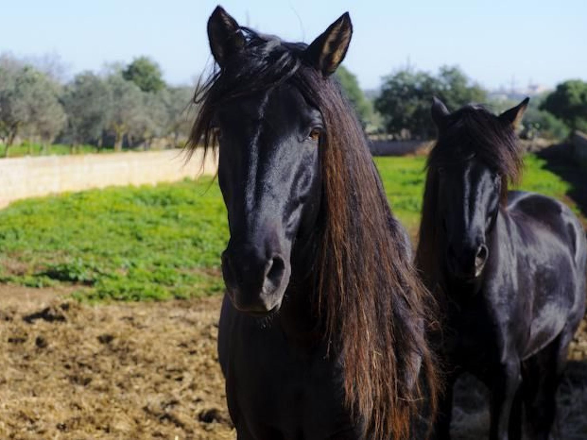 Salom Verd-Image-tags.info