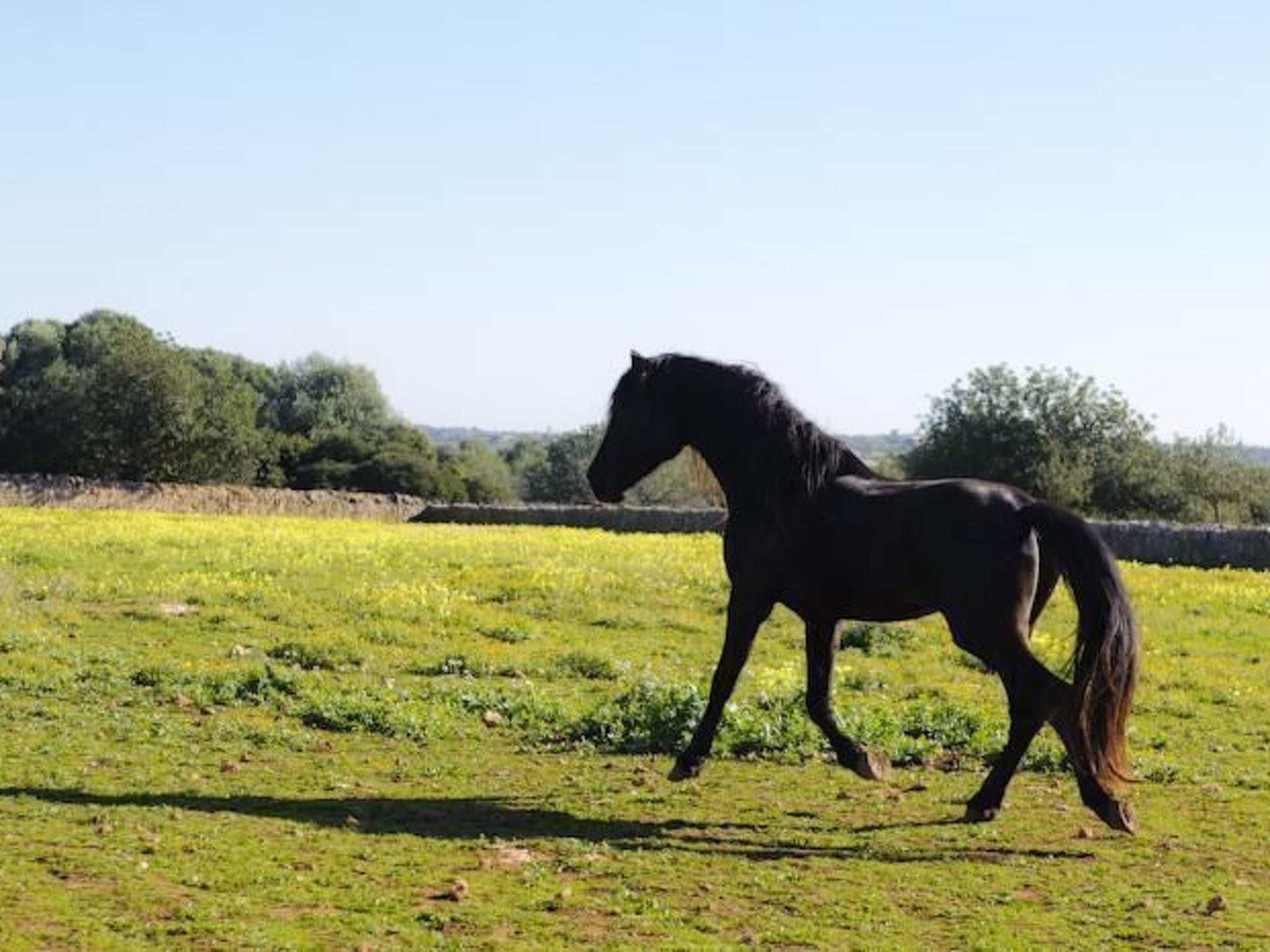 Salom Verd-Image-tags.info