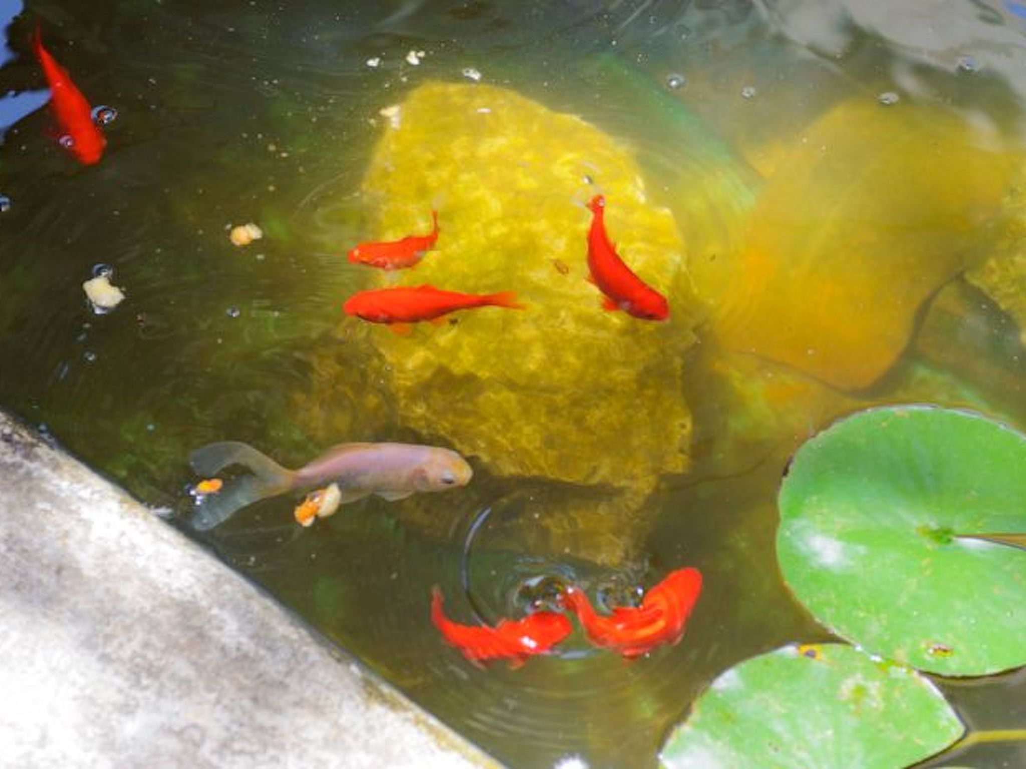 Torrent des Jai-Image-tags.info