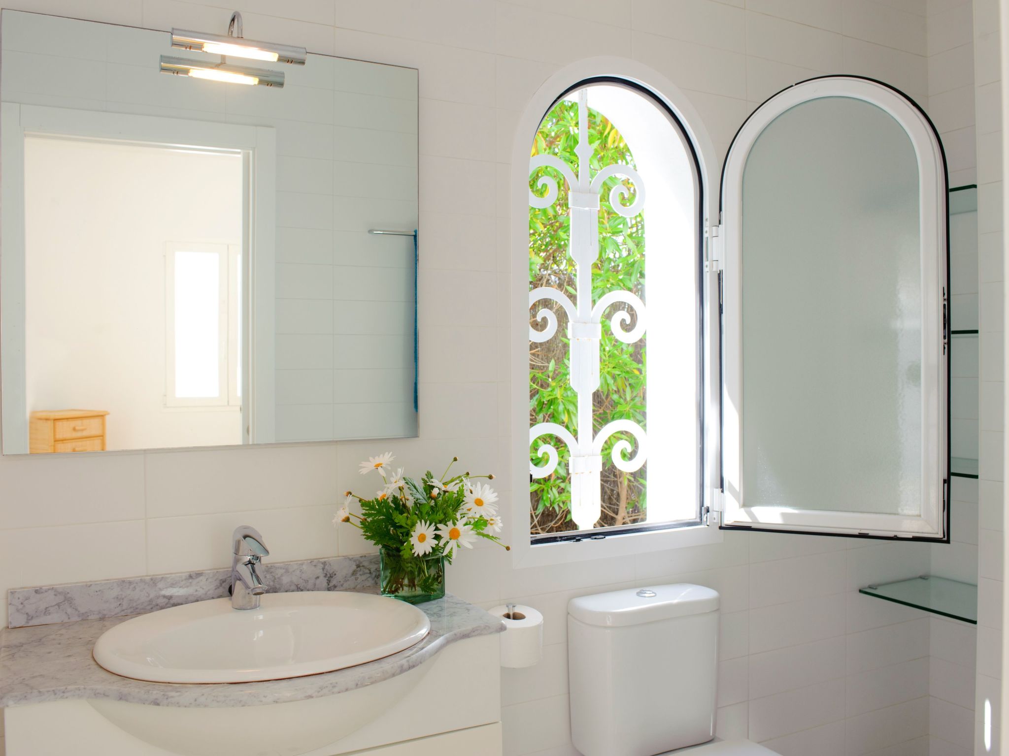 Acebuche-Image-tags.info