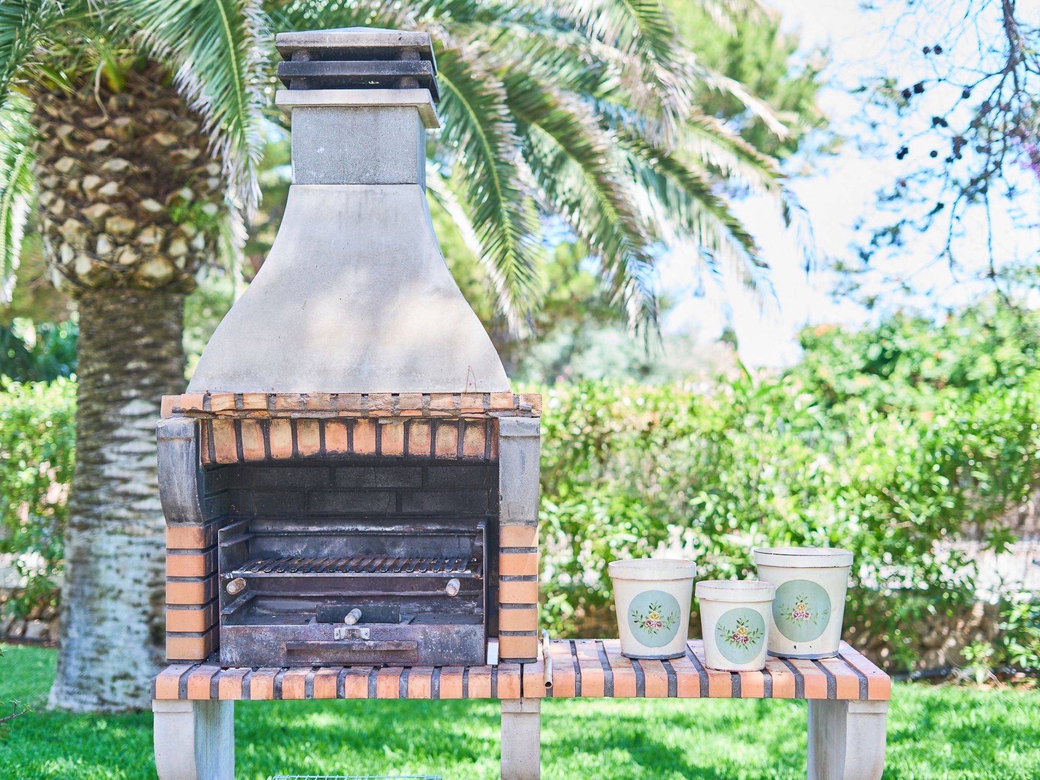 Acebuche-Image-tags.info