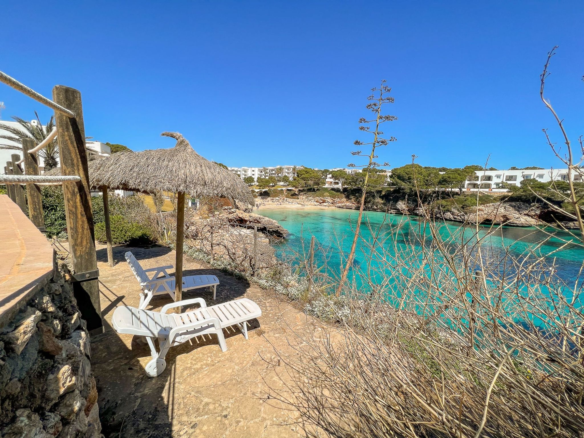 Guacarachas-Image-tags.info