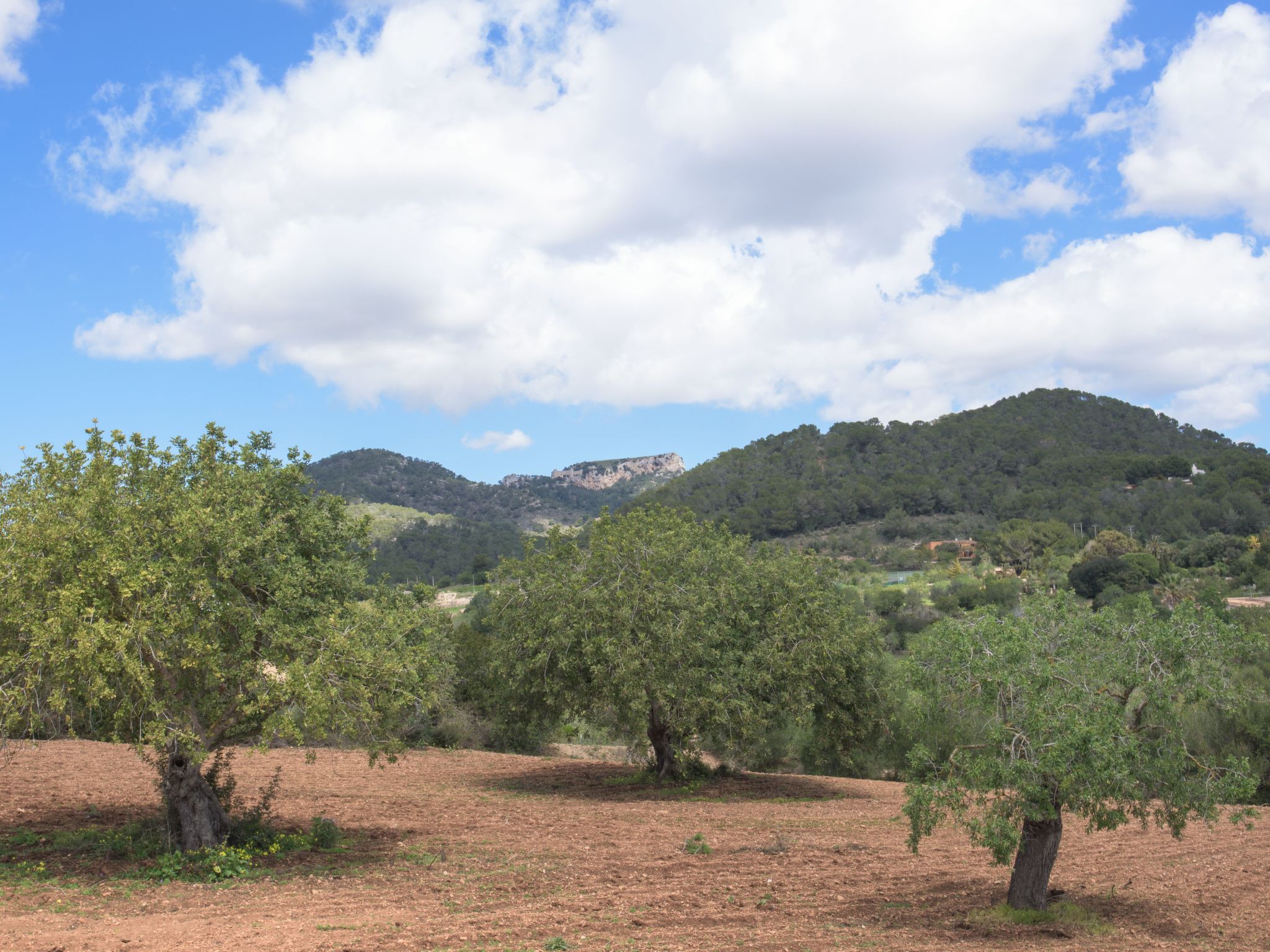 Batlet-Image-tags.info